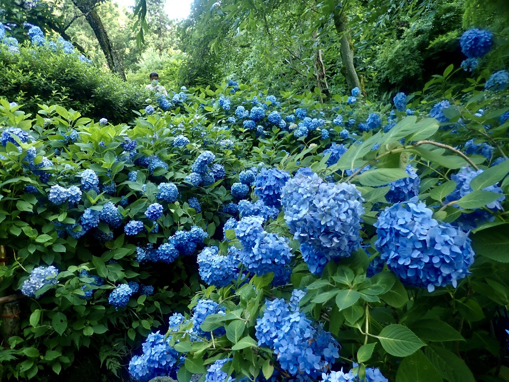 鎌倉の情緒あふれるお寺で竹林 苔 紫陽花を堪能 みーさんの鎌倉アルプス 大平山 天台山 の活動データ Yamap ヤマップ