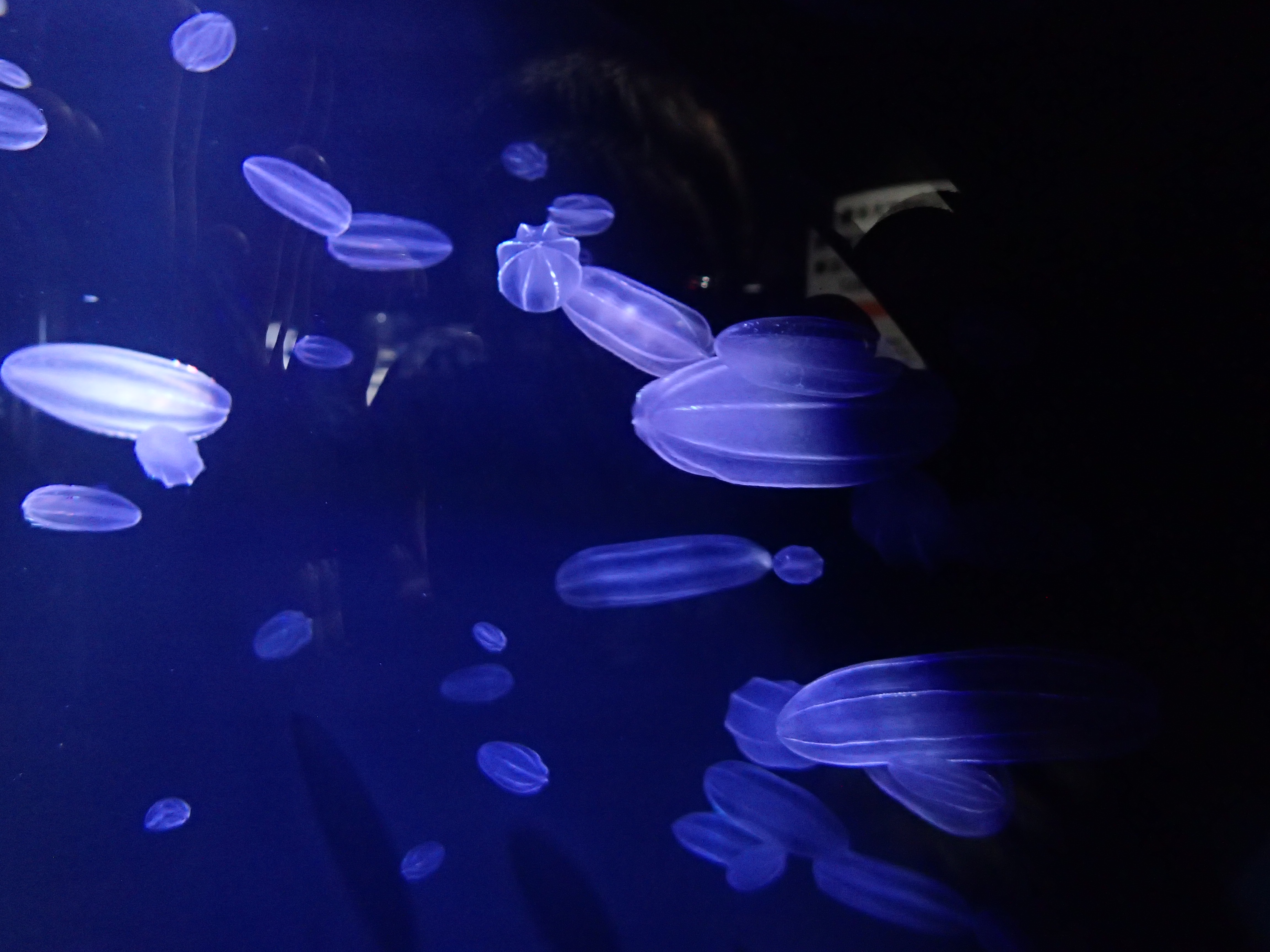 出羽三山三座目の羽黒山とクラゲ三昧 19 08 16 秀とろさんの羽黒山 山形県 の活動日記 Yamap ヤマップ