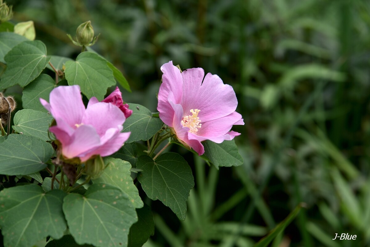 酔芙蓉 酔芙蓉の花言葉は 心変わり J Blueさんのモーメント Yamap ヤマップ