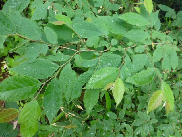 高尾山で樹木観察歩き 時間をかけて Gotofishingさんの高尾山 陣馬山 景信山の活動日記 Yamap ヤマップ