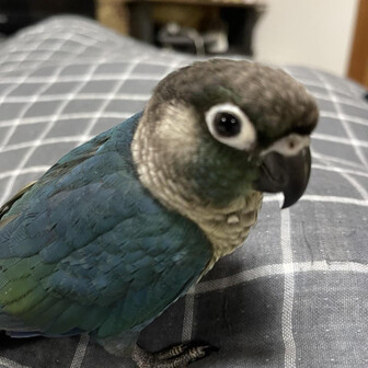 Nori