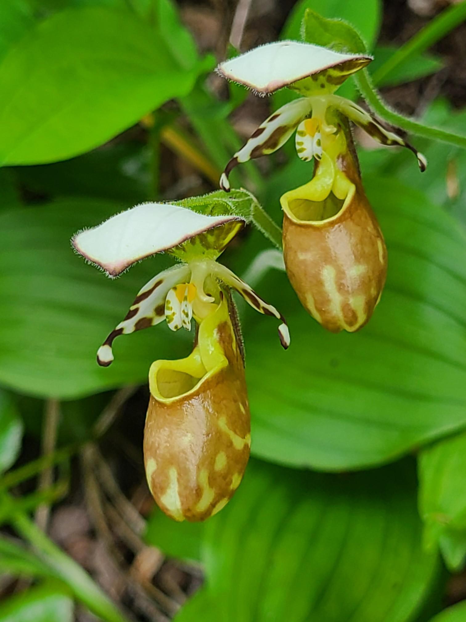山野草　キバナノアツモリソウ　発泡箱植え キバナノアツモリソウ(黄花の敦盛草)自生地へ / KIKOさんの高妻山