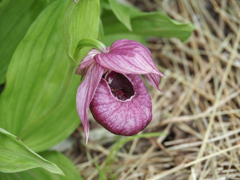 山野草 釜無ホテイアツモリソウ 花芽1 12-②
