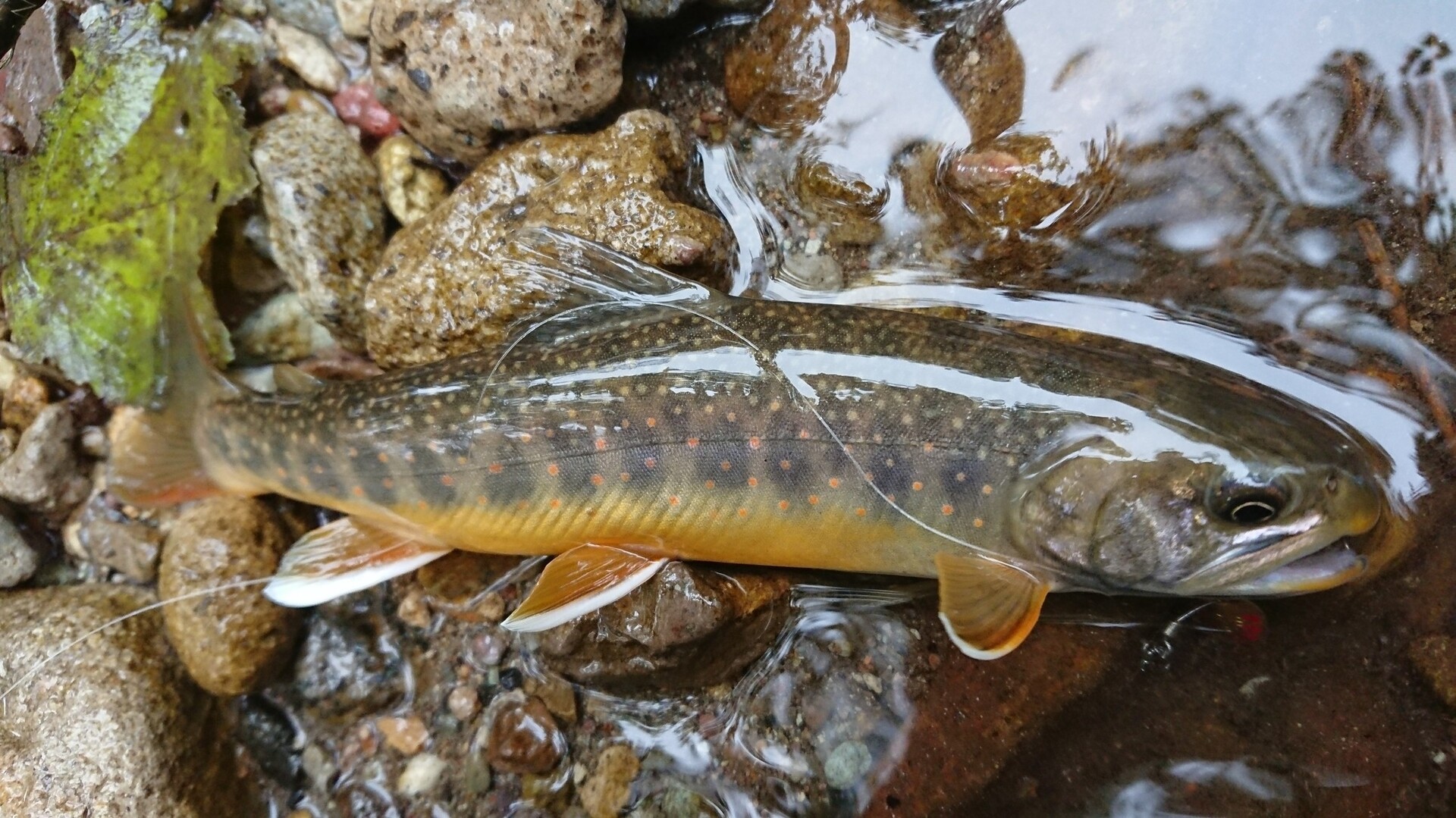 源流でオショロコマ Hatogayaさんの北稜岳の活動データ Yamap ヤマップ