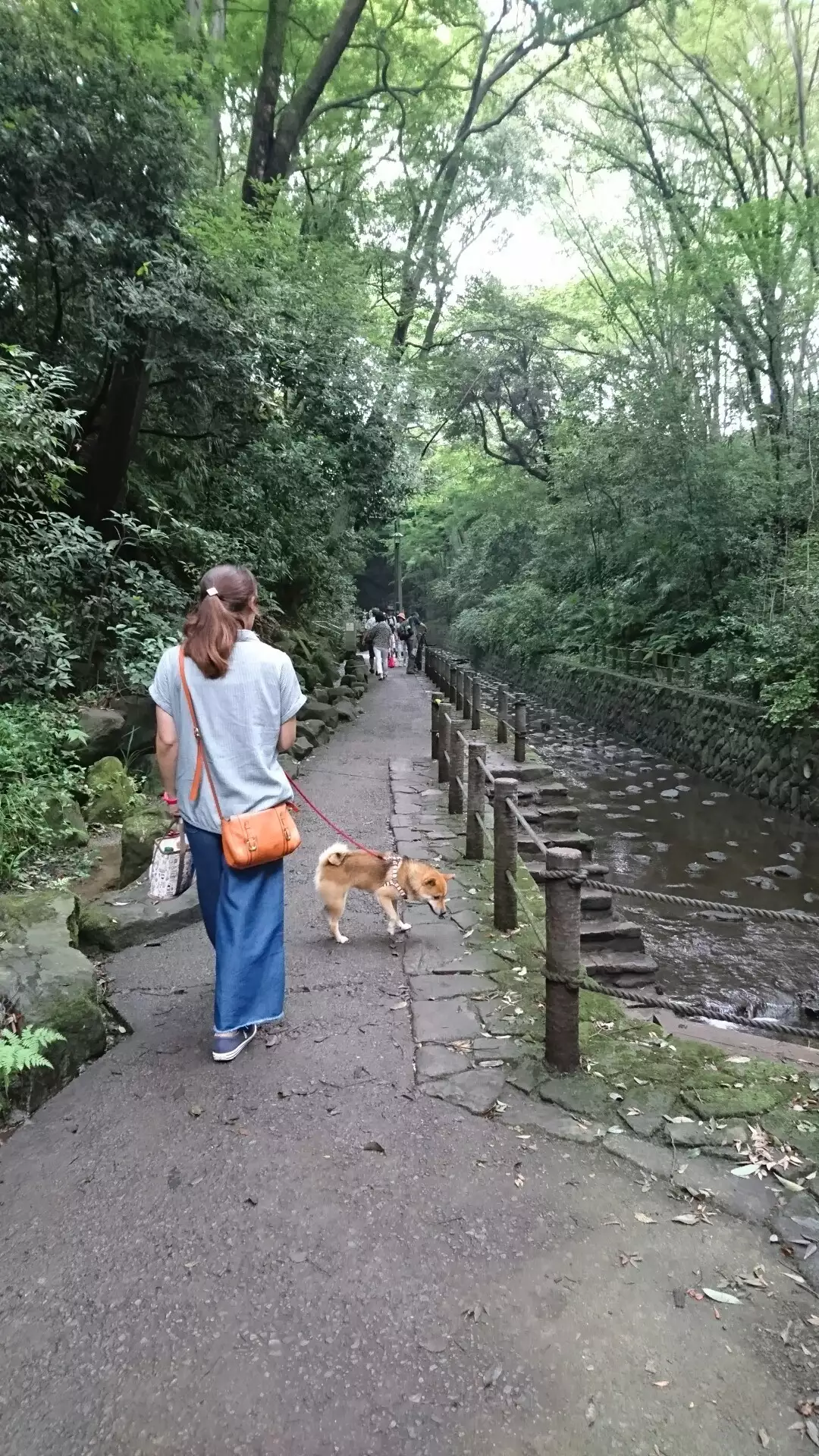豆柴ココ と等々力渓谷公園にお散歩 と寄り道 千明さんの東京都23区 南エリアの活動データ Yamap ヤマップ