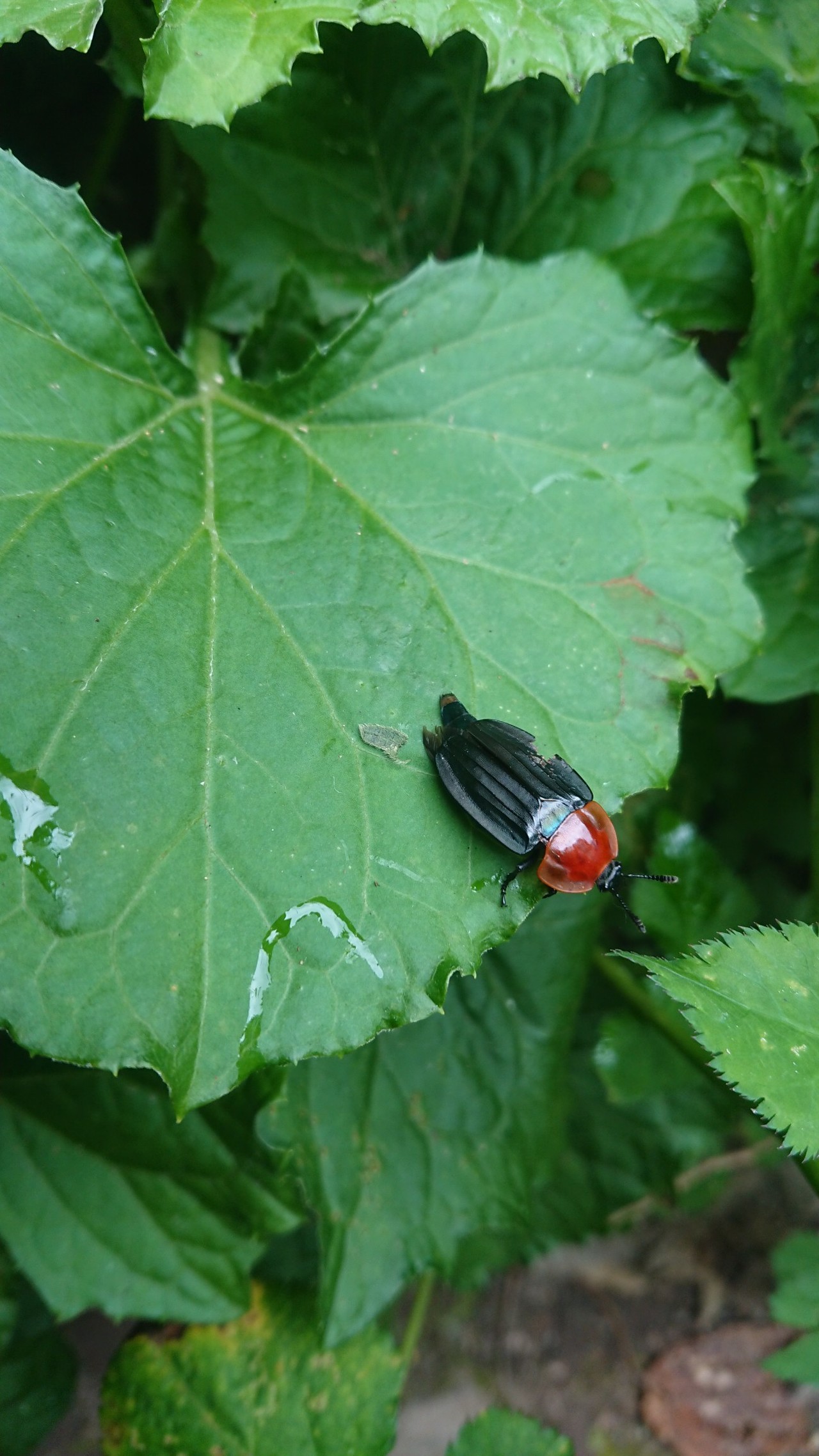 山の日は朝駆け 星生では2回目 ムロアスカさんの九重山 久住山 大船山 星生山の活動日記 Yamap ヤマップ