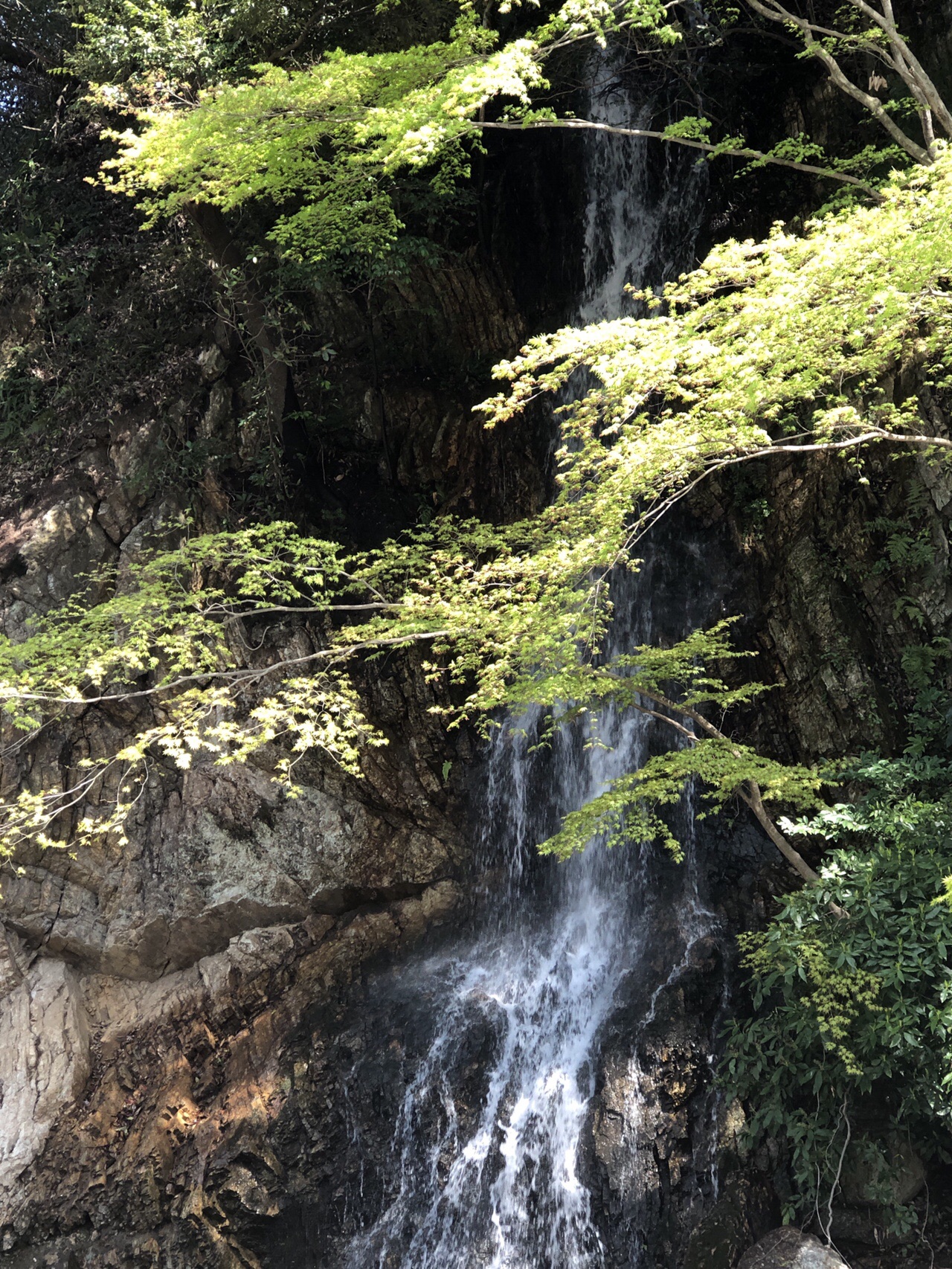 金華山 岐阜 と新緑の岐阜公園 ゆみばーさんの金華山 岐阜県 洞山 舟伏山の活動日記 Yamap ヤマップ