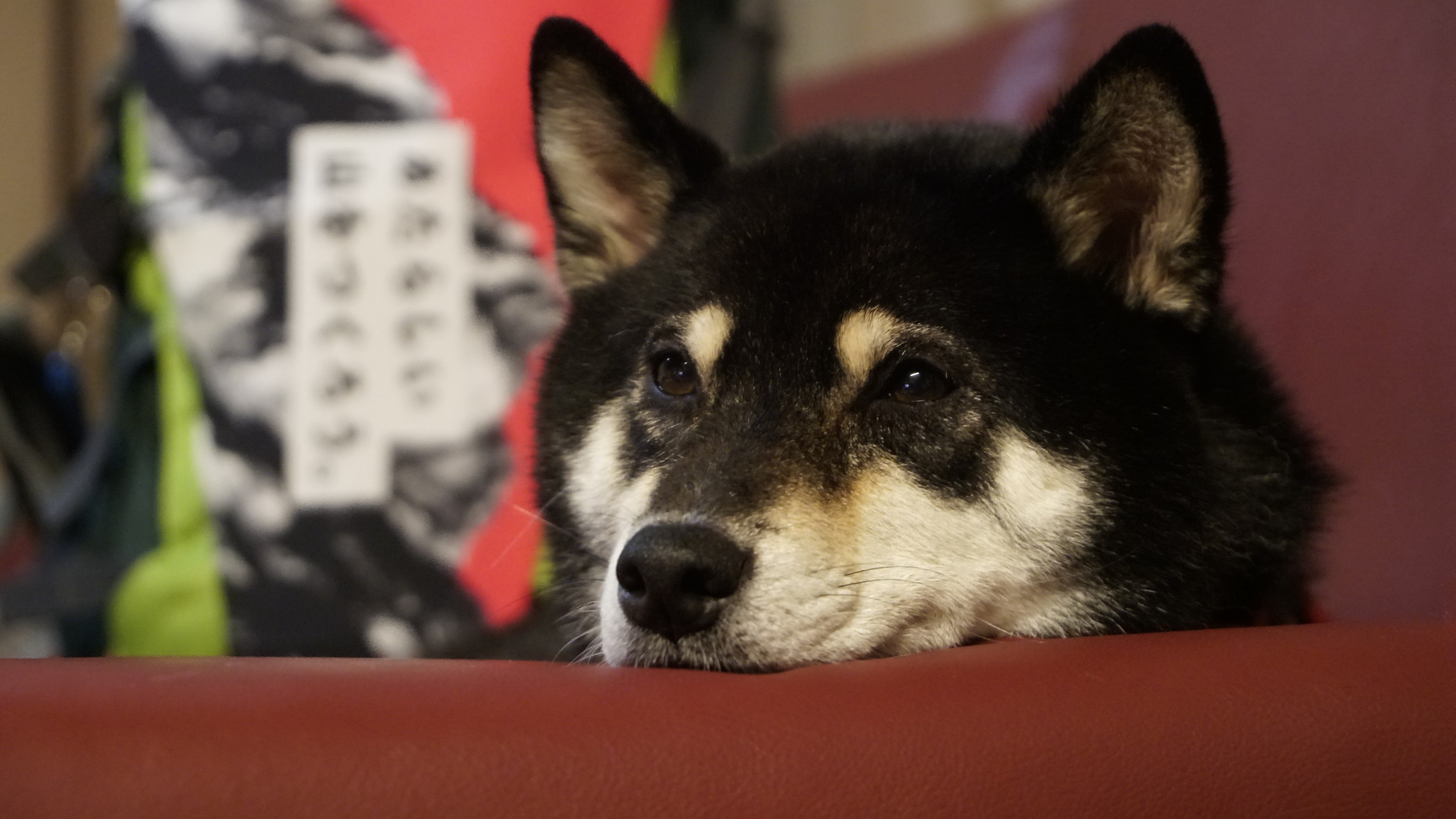 犬とさんぽ 山歩 富士山周遊 2日目 河口湖 鳴沢氷穴 たまじーさんの富士山の活動データ Yamap ヤマップ