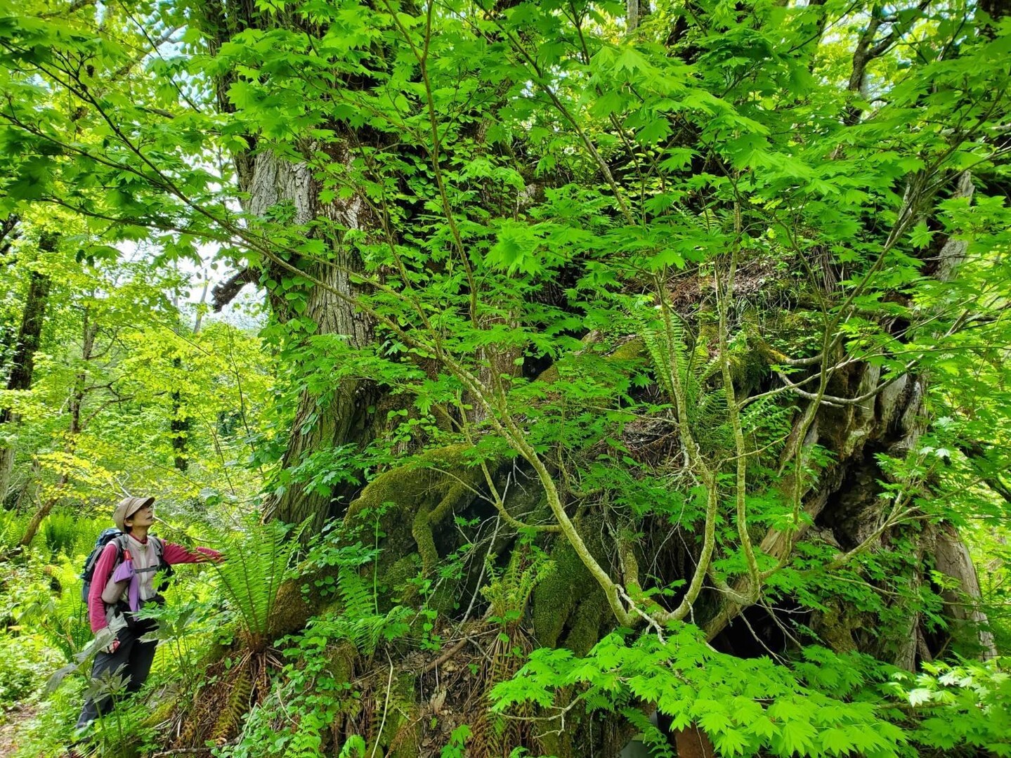 籾糠山 / しのさんの籾糠山の活動データ YAMAP / ヤマップ