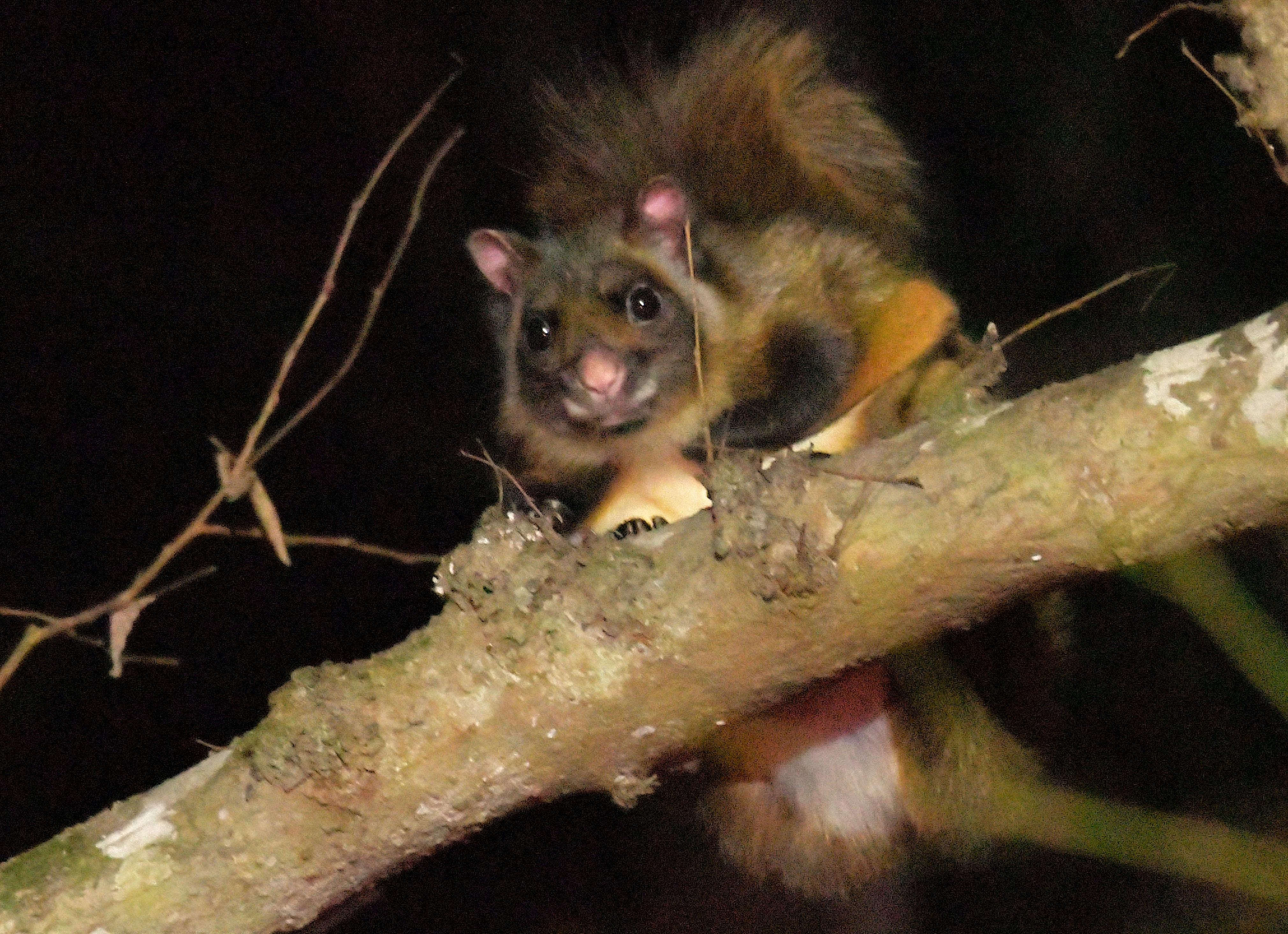 久々ムサップ ハイイロオウチュウ ゴマさんのウォーキングの活動データ Yamap ヤマップ