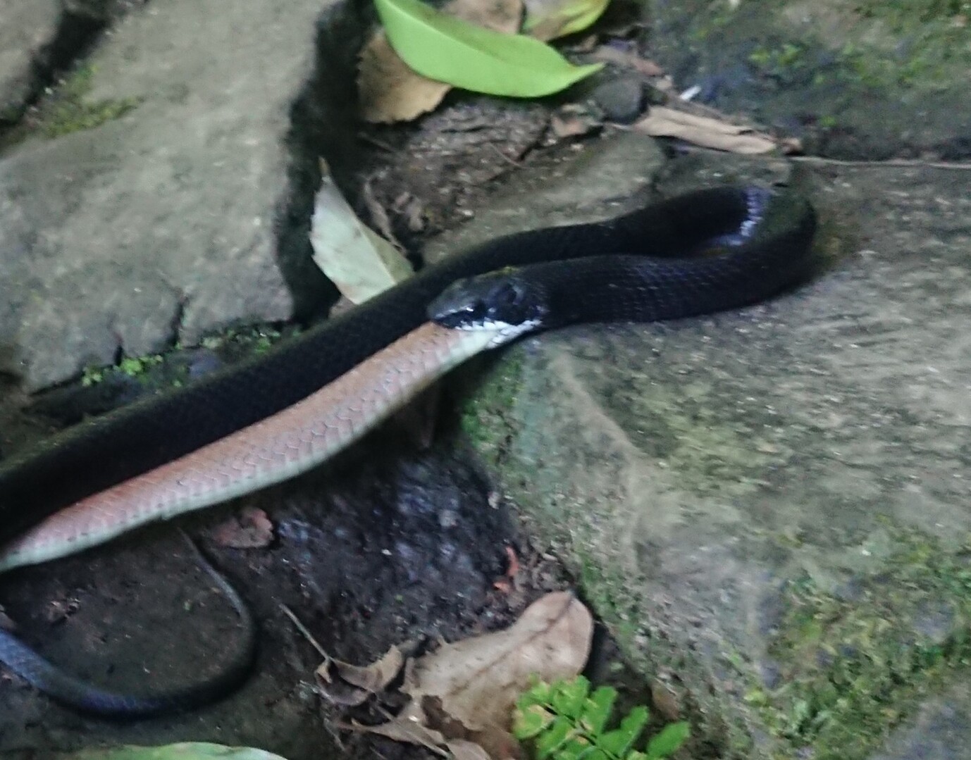 今日はタイムカプセルを開けて時間あったので滝を見に 鹿嵐山の写真56枚目 蛇が蛇を丸呑み中 蛇って共食いするんだ Yamap ヤマップ