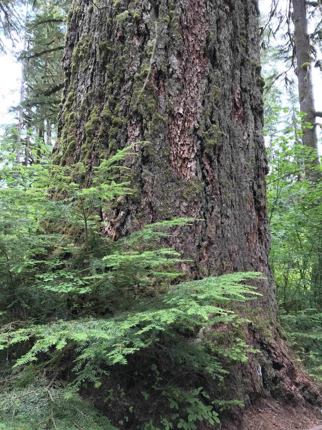 ノースカスケード国立公園 ベーカー湖からベーカー山を眺望 ノース カスケード国立公園 北エリアの写真14枚目 ベイマツ 米松 ダグラスファー Dou Yamap ヤマップ