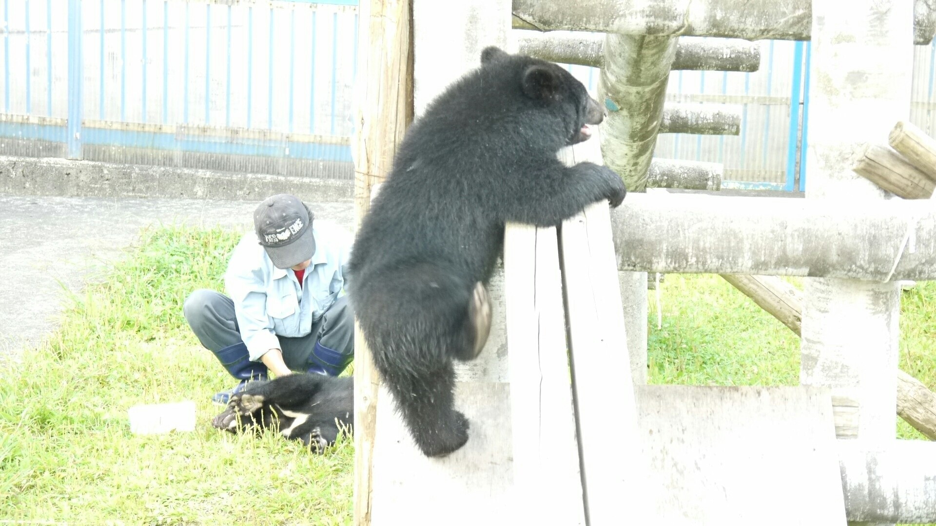 森吉山 ブナ帯キャンプ場ルート とくまくま園 Junredoctoberさんの森吉山の活動日記 Yamap ヤマップ