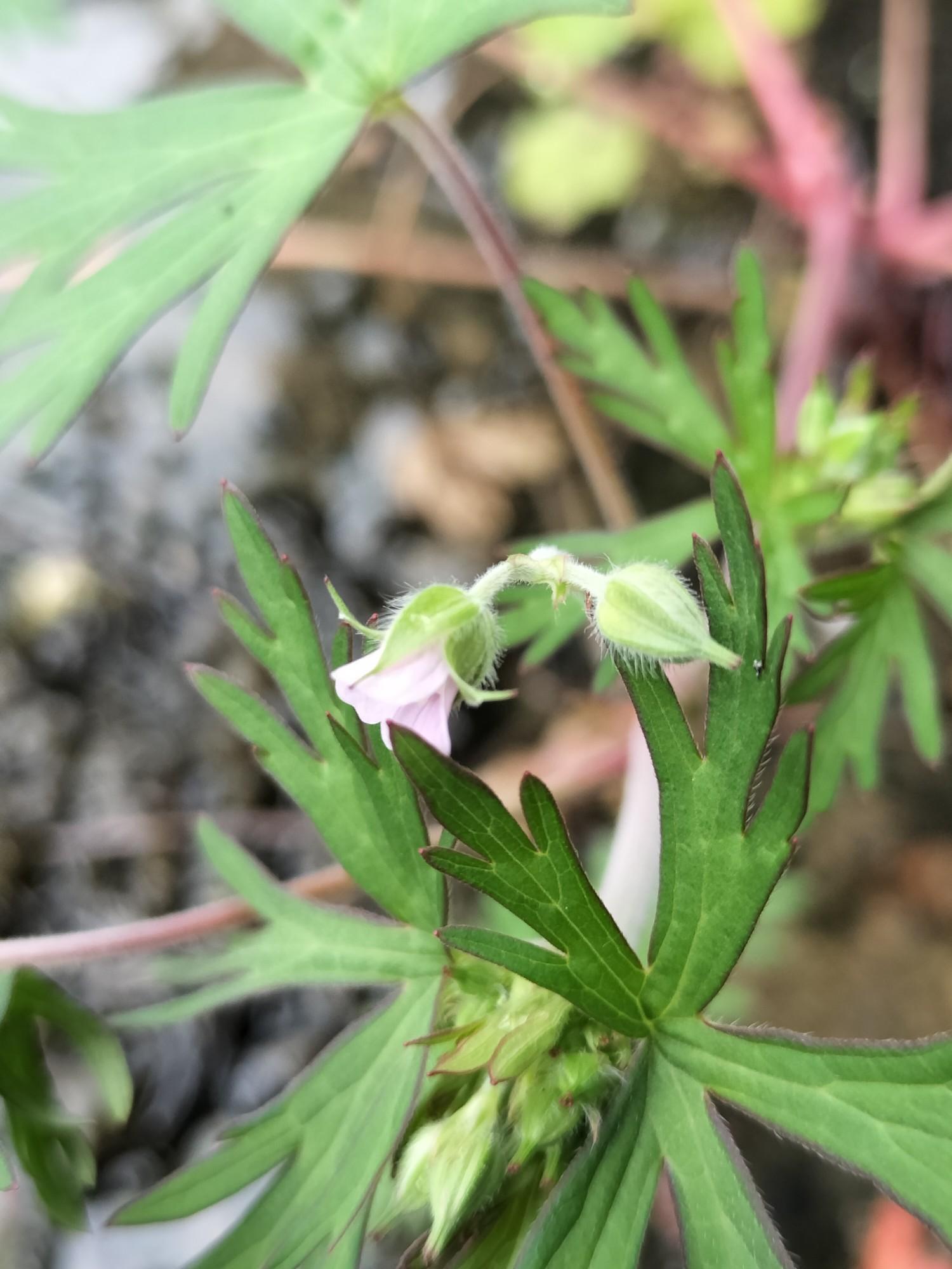 畑の花 ありふれていますが、結構きれいで... / inojunさんのモーメント | YAMAP / ヤマップ