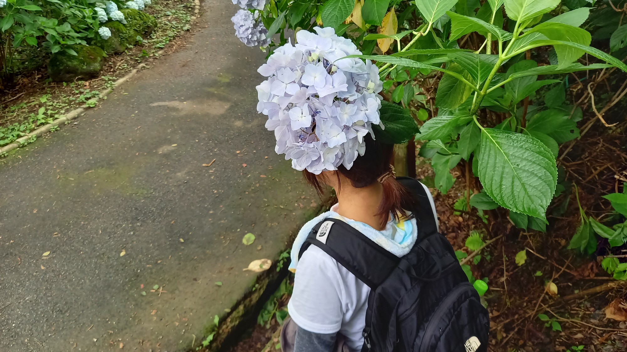 ぬかた園地あじさい園 生駒山21 06 26 山野ボリ太郎さんの生駒山 神津嶽 大原山の活動データ Yamap ヤマップ