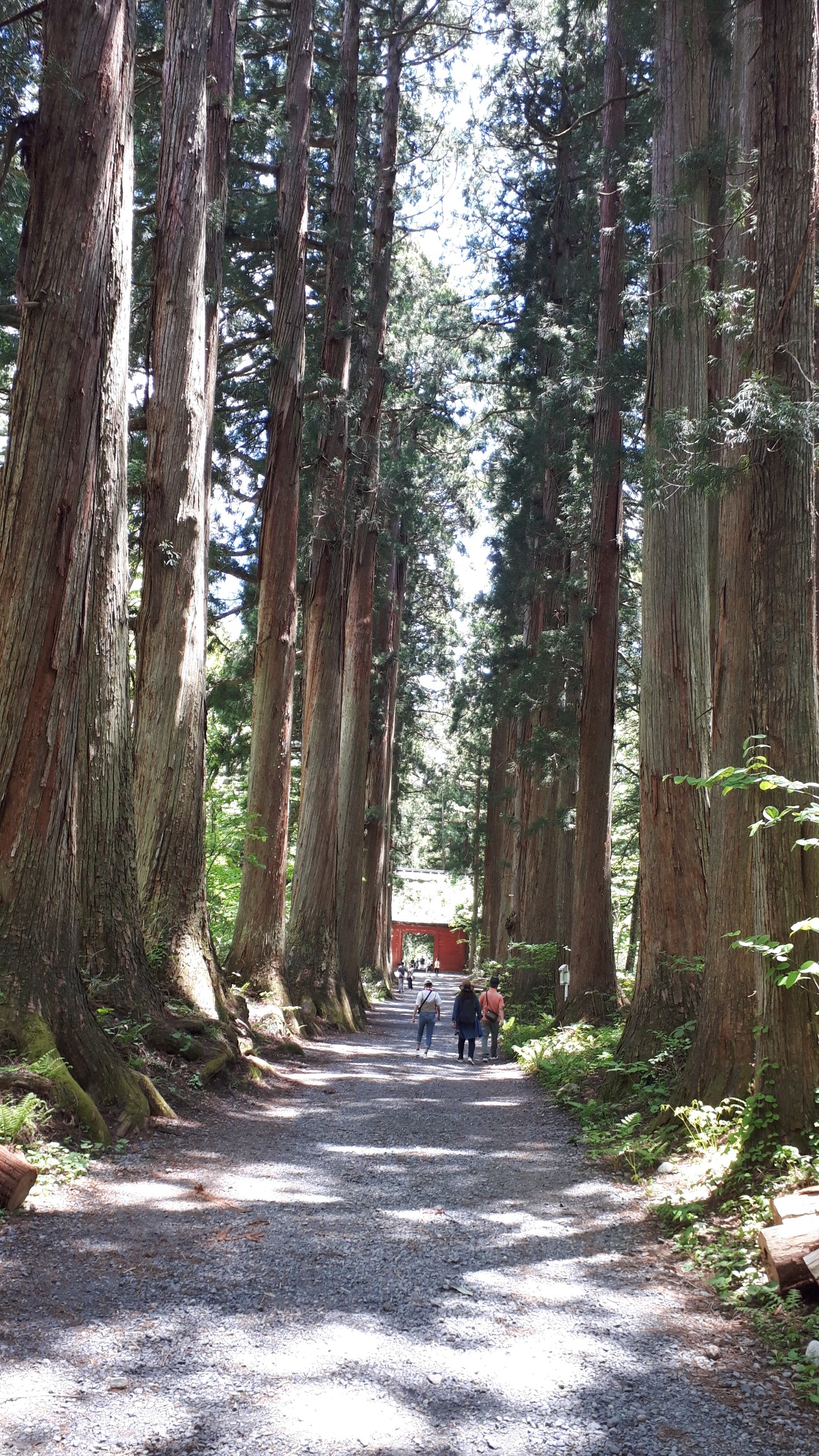 戸隠神社奥社参道お散歩 05 30 Kita3さんの高妻山 戸隠山の活動データ Yamap ヤマップ