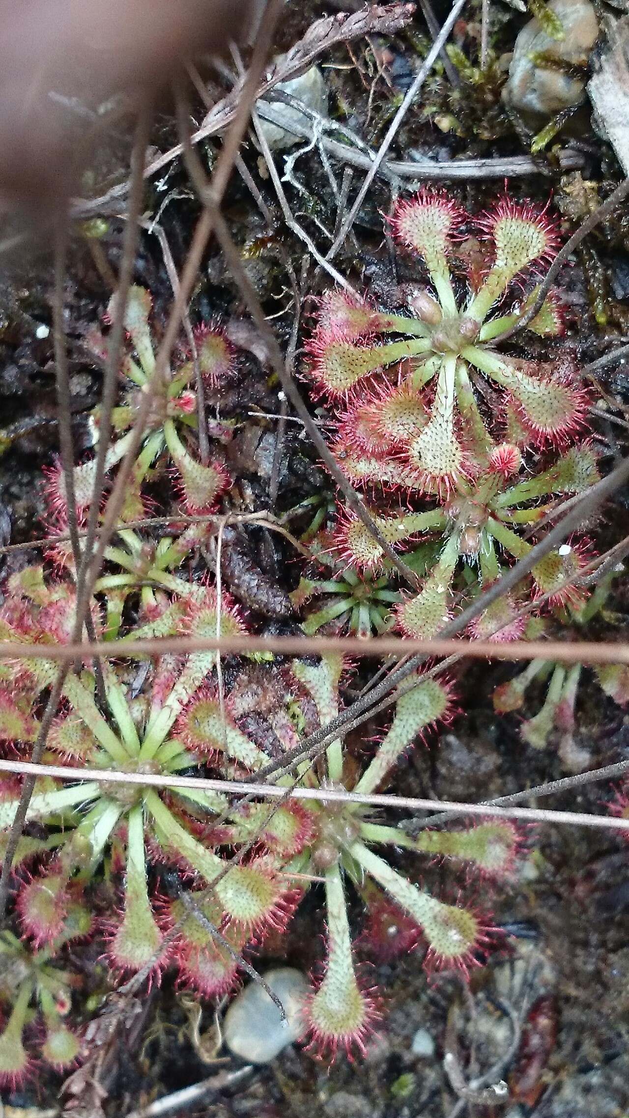 モウセンゴケの花咲く 北高上緑地で Roosterさんの名古屋市の活動日記 Yamap ヤマップ