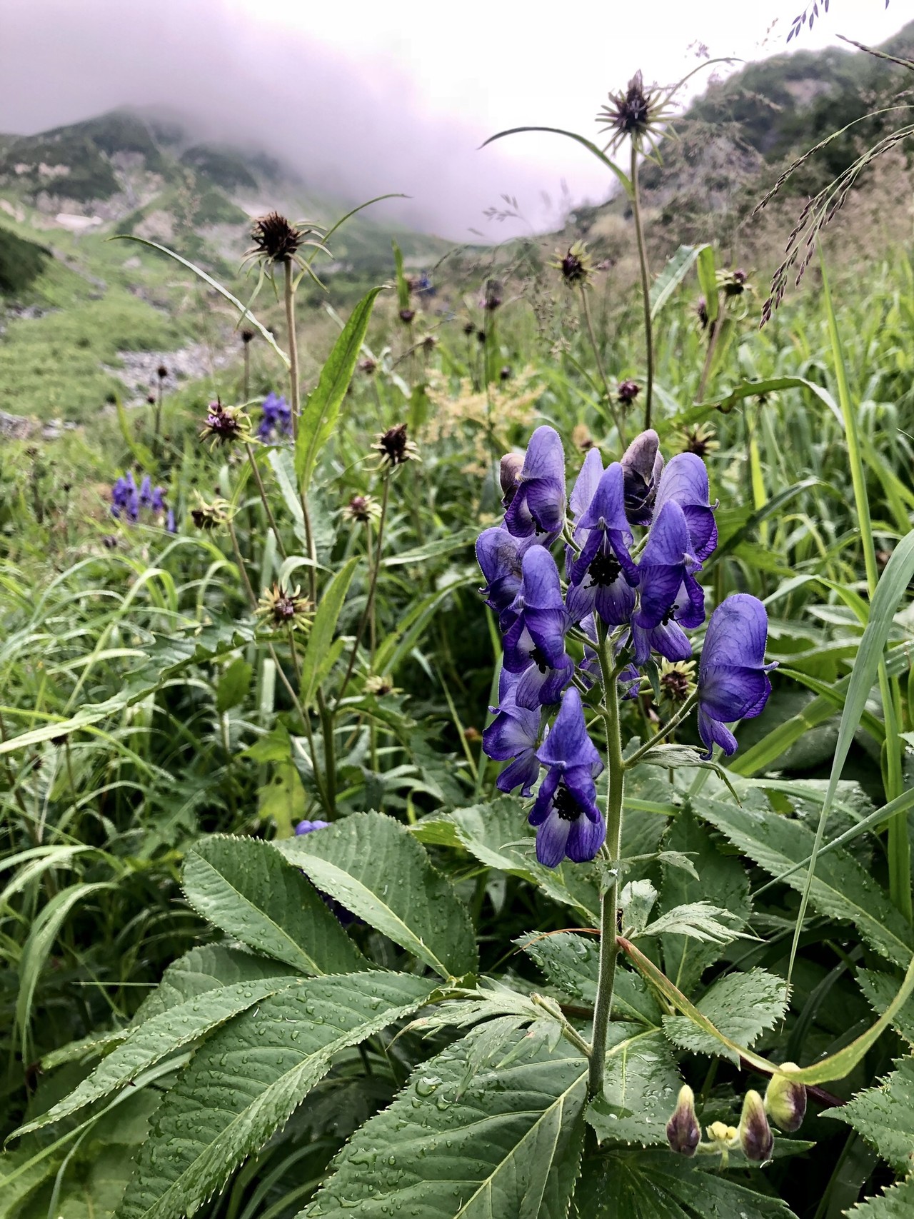 槍ました 憧れの槍ヶ岳 槍沢ルート かなやんさんの槍ヶ岳 穂高岳 上高地の活動日記 Yamap ヤマップ