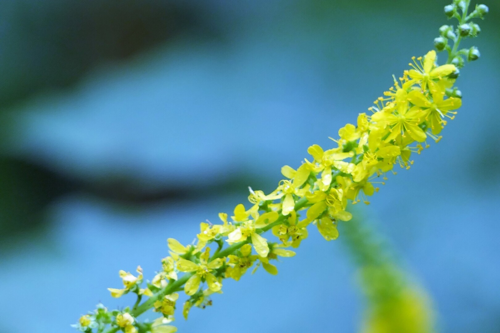 笹ヶ峰森林セラピー Denaliさんの妙高山 火打山の活動日記 Yamap ヤマップ