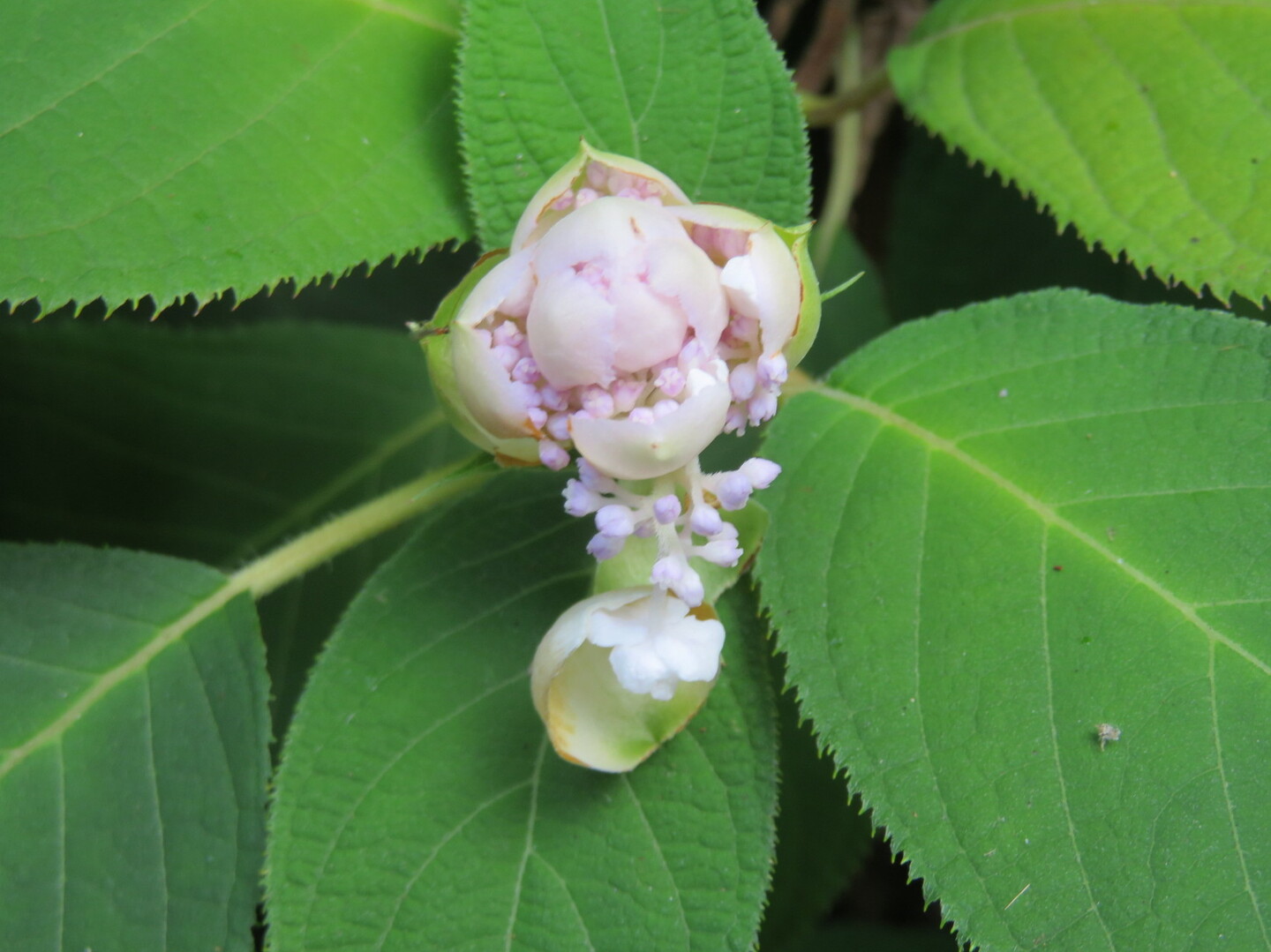 植物観察 夏の里山 森田山 へ Manoさんの富山市の活動日記 Yamap ヤマップ