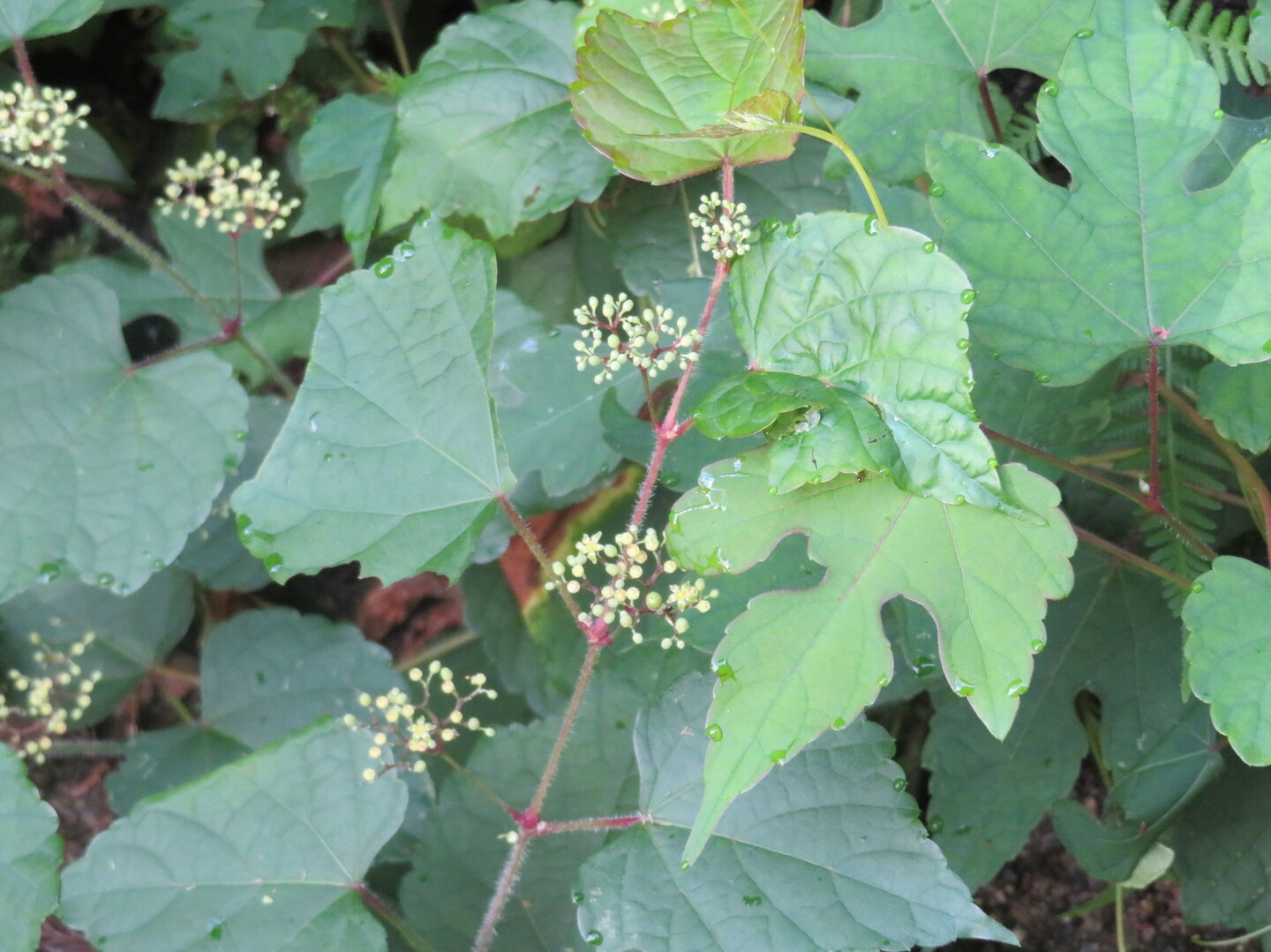 植物観察 夏の里山 森田山 へ Manoさんの富山市の活動日記 Yamap ヤマップ