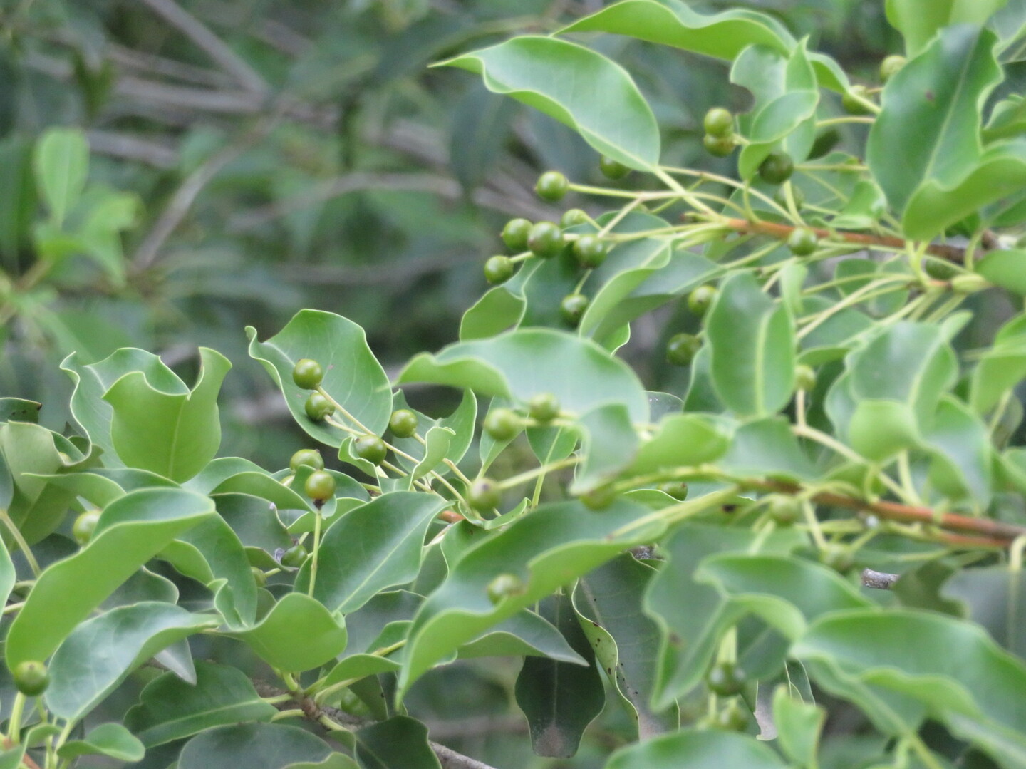 植物観察 夏の里山 森田山 へ Manoさんの富山市の活動日記 Yamap ヤマップ