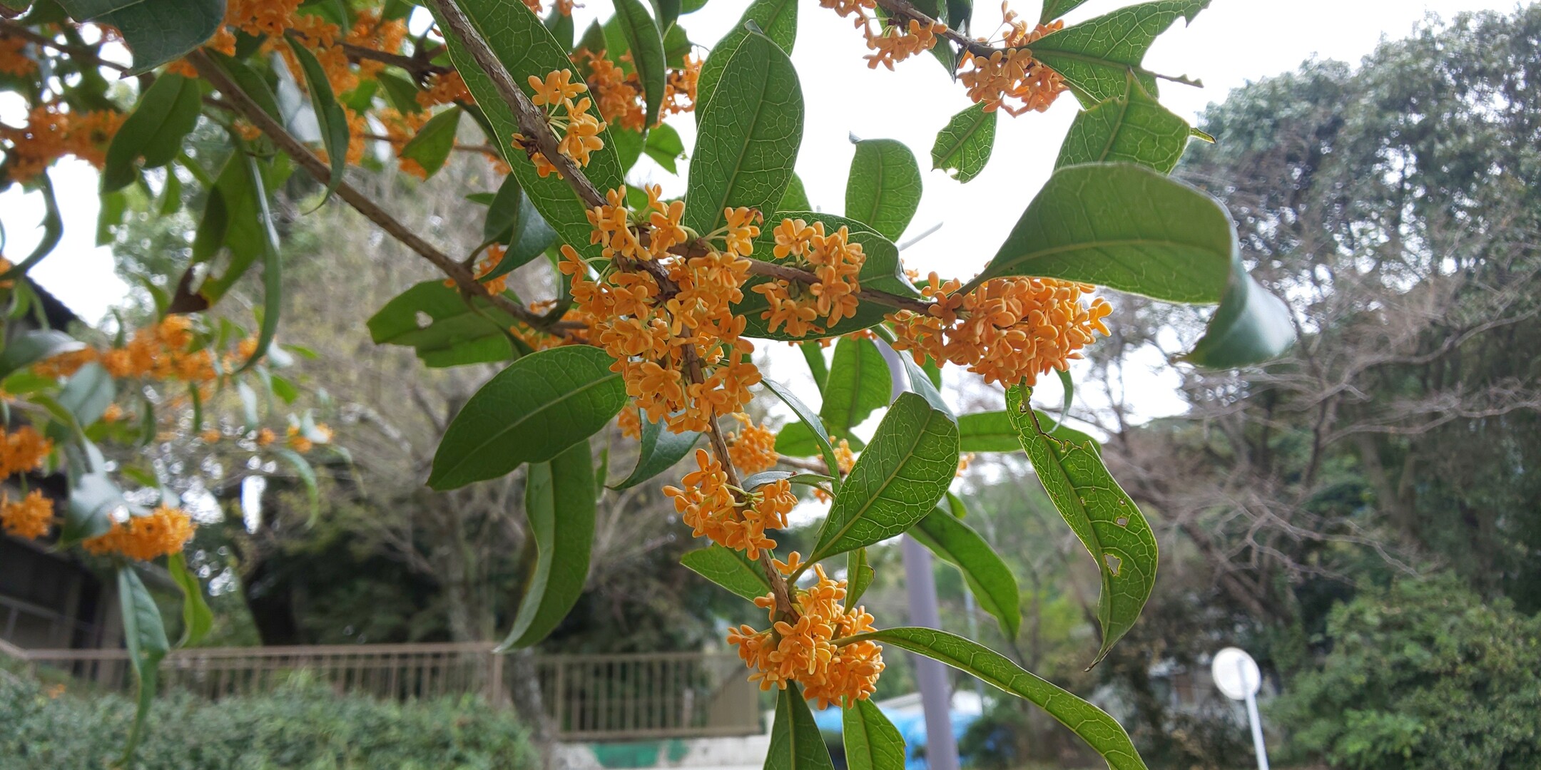 金木犀の香りに誘われて まあさんさんの四王寺山 大城山 大原山の活動日記 Yamap ヤマップ