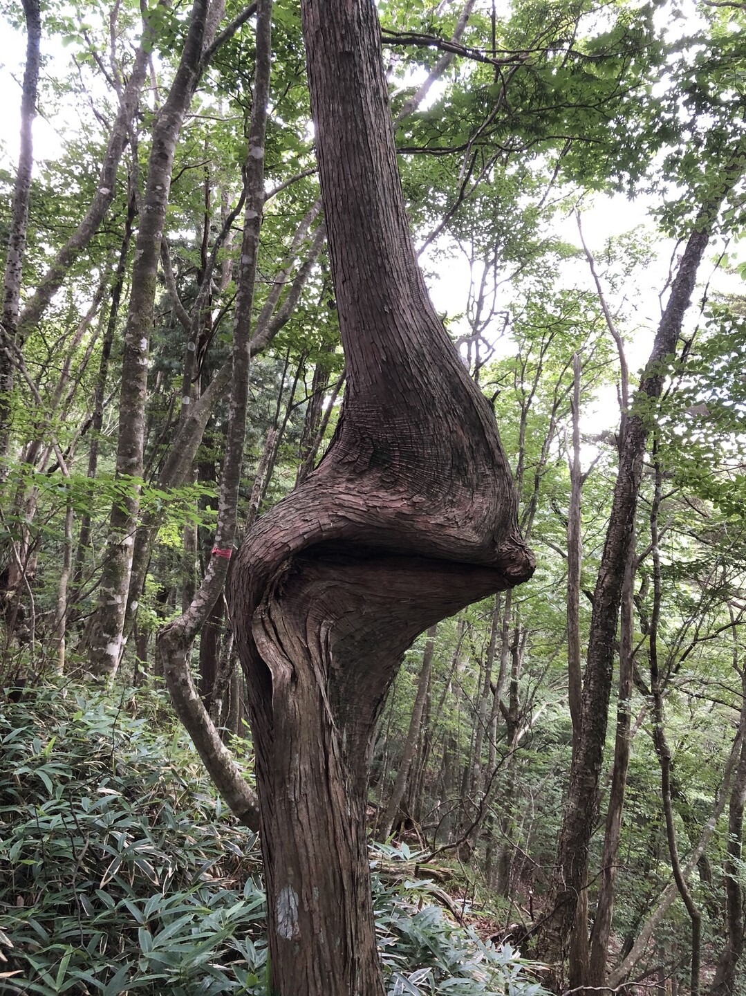 二ツ森山 1223m 岐阜県中津川市 加茂郡白川町 二ッ森山の写真43枚目 変な木 Yamap ヤマップ