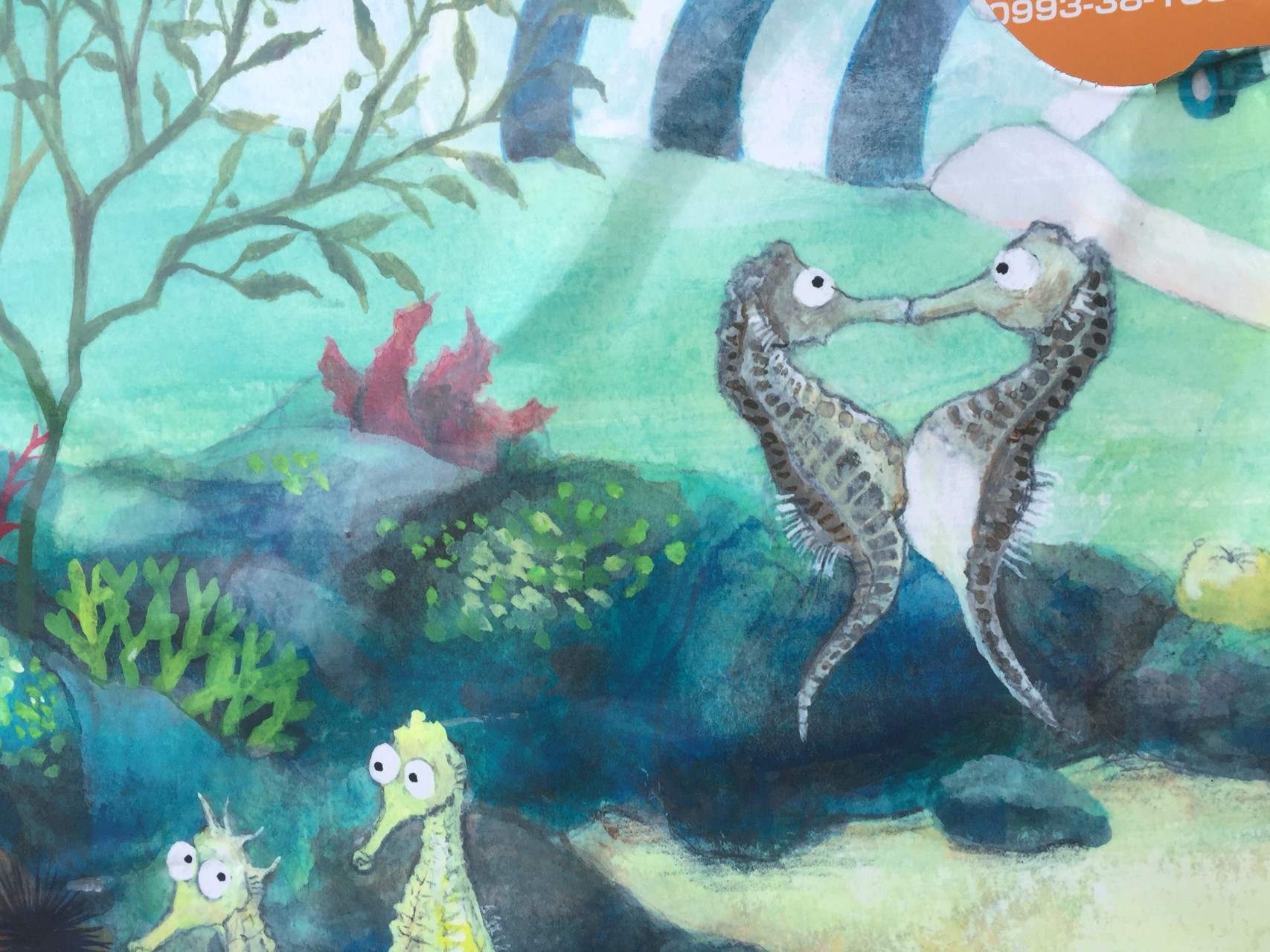 タツノオトシゴに会えました とっこさんの九州オルレ 指宿開聞コースの活動日記 Yamap ヤマップ