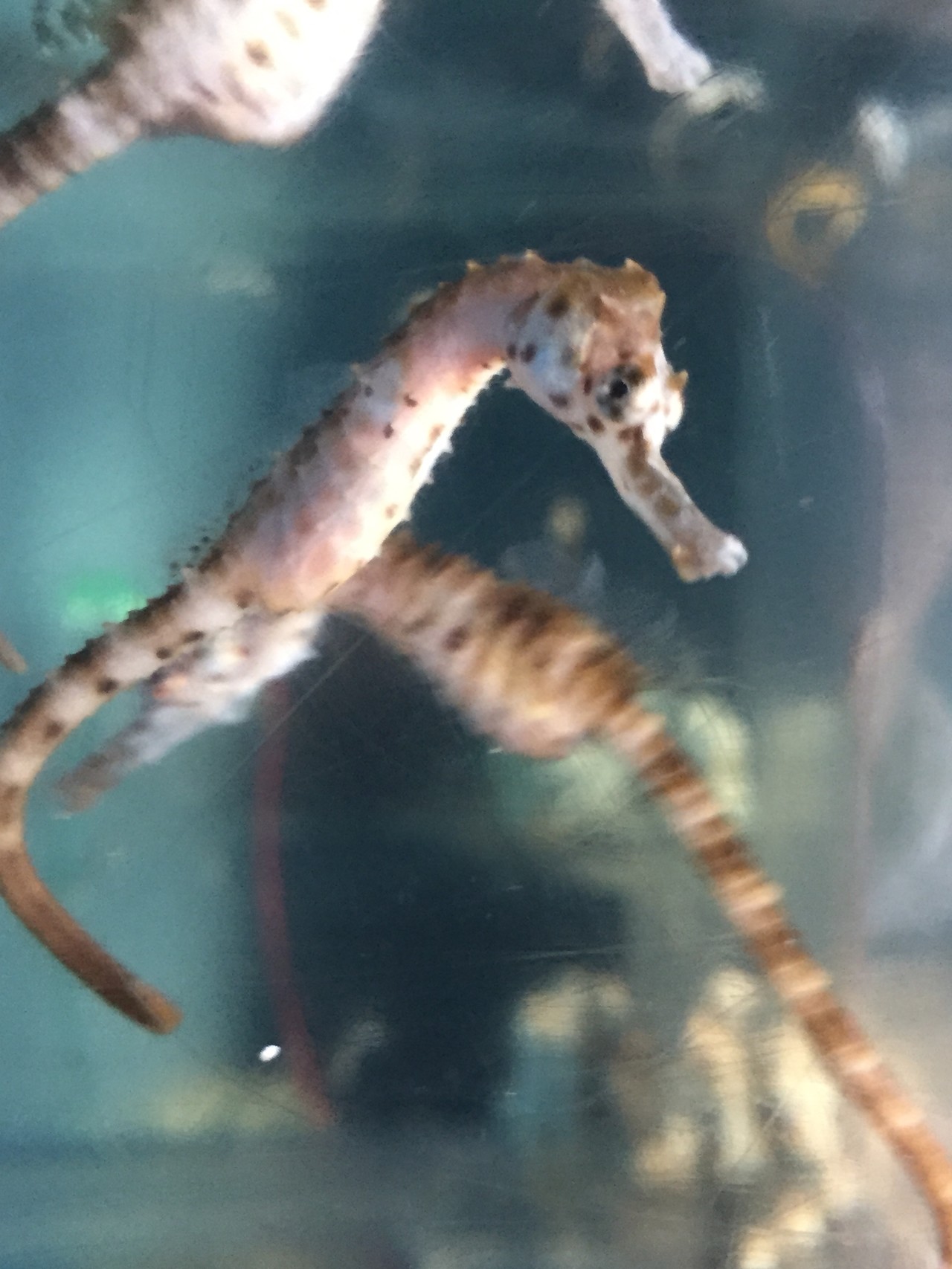 タツノオトシゴに会えました とっこさんの九州オルレ 指宿開聞コースの活動日記 Yamap ヤマップ