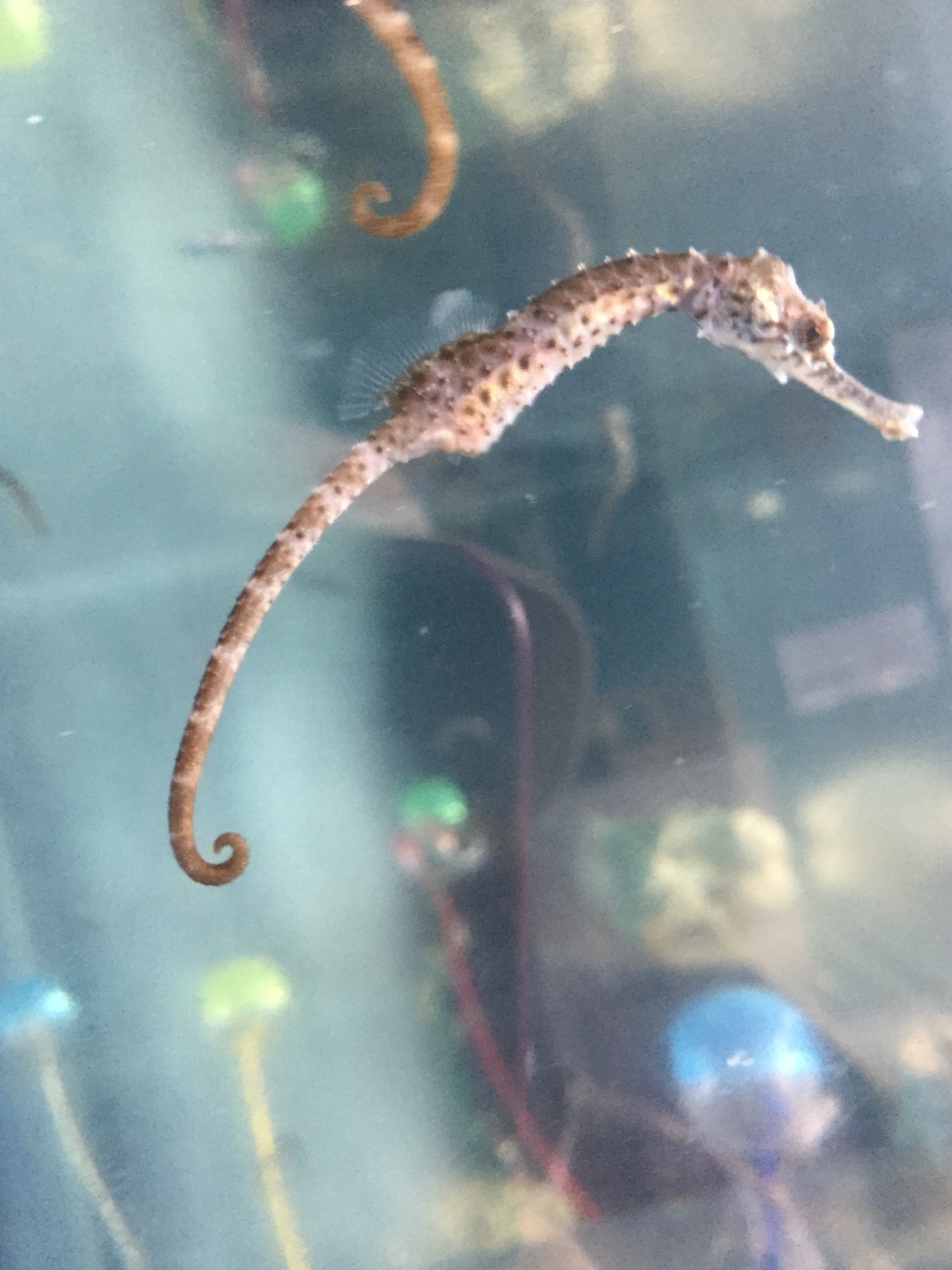 タツノオトシゴに会えました とっこさんの九州オルレ 指宿開聞コースの活動日記 Yamap ヤマップ