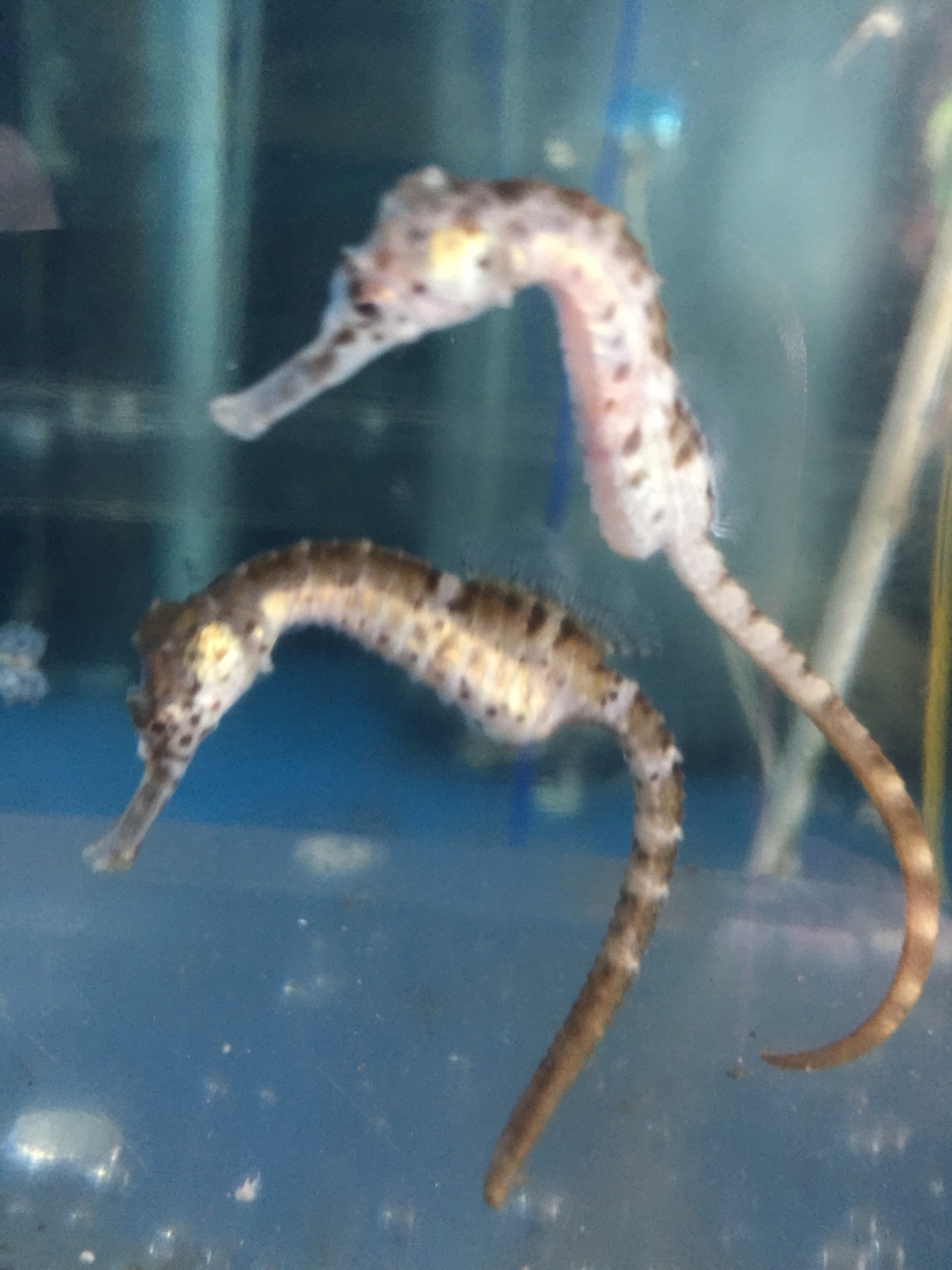 タツノオトシゴに会えました とっこさんの九州オルレ 指宿開聞コースの活動日記 Yamap ヤマップ