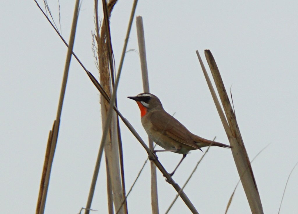 石狩はまなすの丘でバードウォッチング Isaさんの札幌市の活動データ Yamap ヤマップ