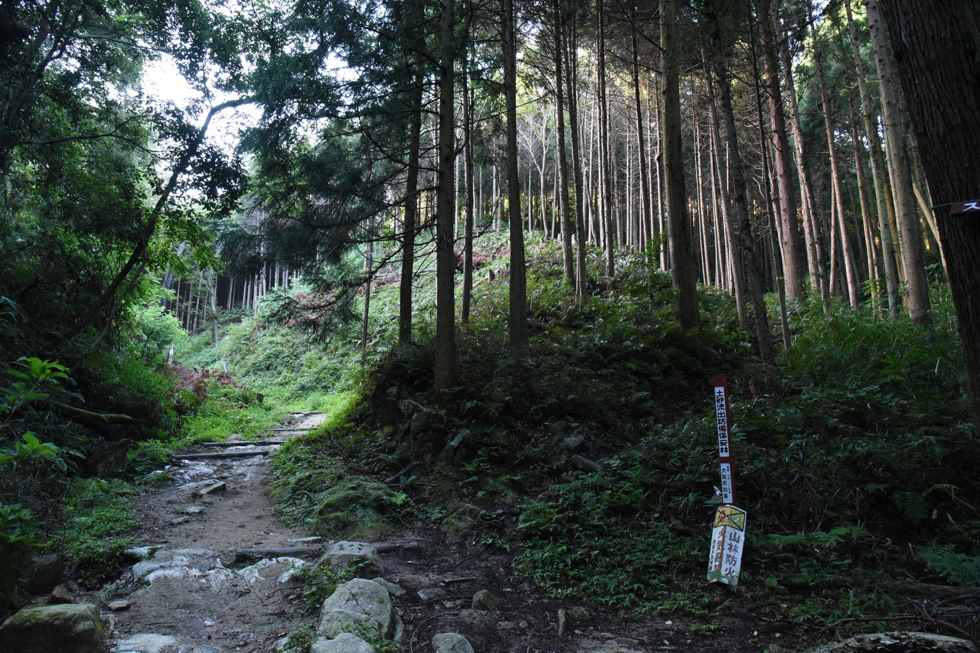 交野山・国見山 国見山登山道。左がメイン道、右が搦手的脇道。
夫婦岩を経るコースは脇道に入ってすぐ左に分岐して
尾根を登る感じになります。
