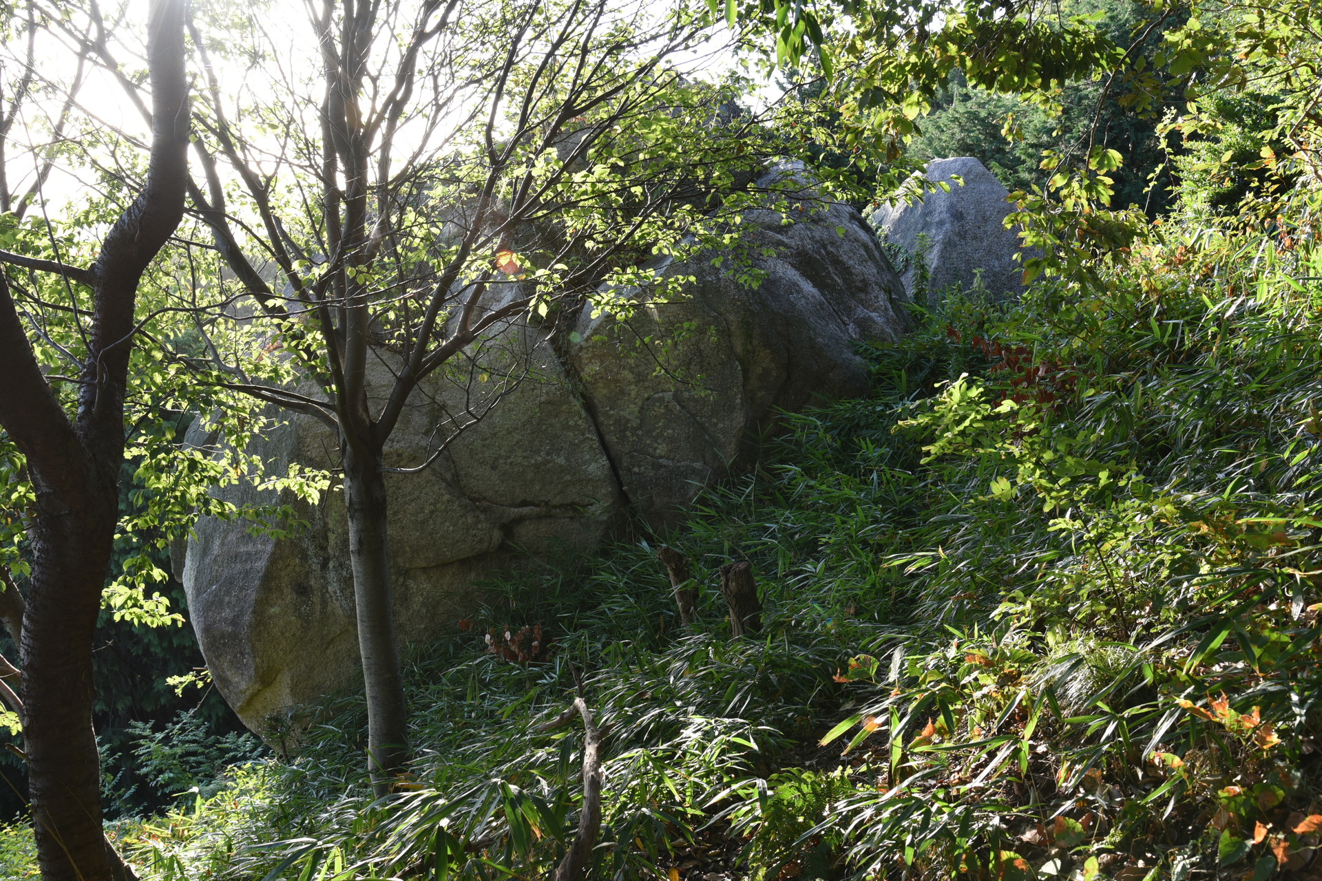 交野山・国見山 夫婦岩。確かに巨石です。
大きな岩が二つあると、どこでもほぼ夫婦岩ですね（笑）