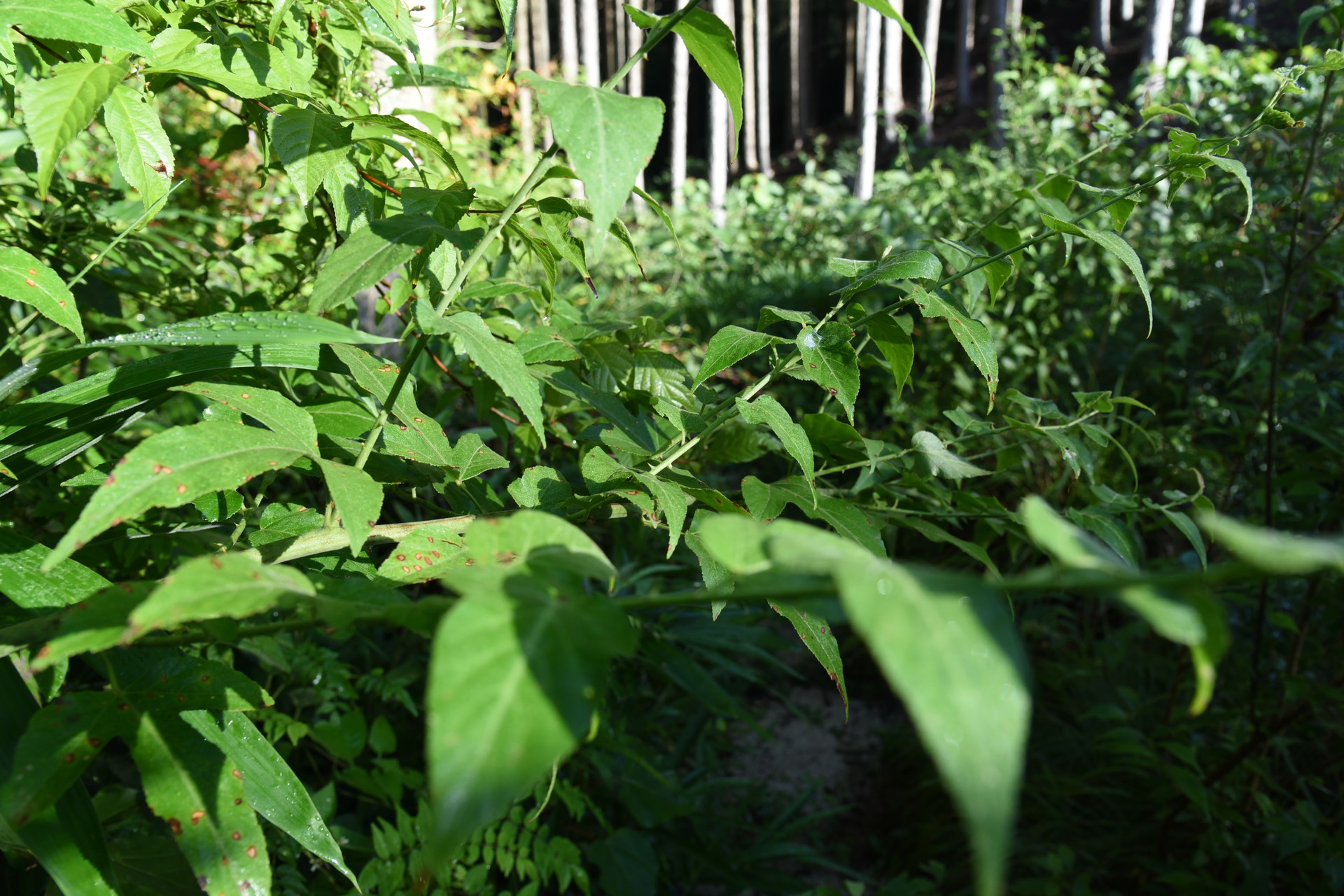 交野山・国見山 トゲのある草が道に繁茂していました。