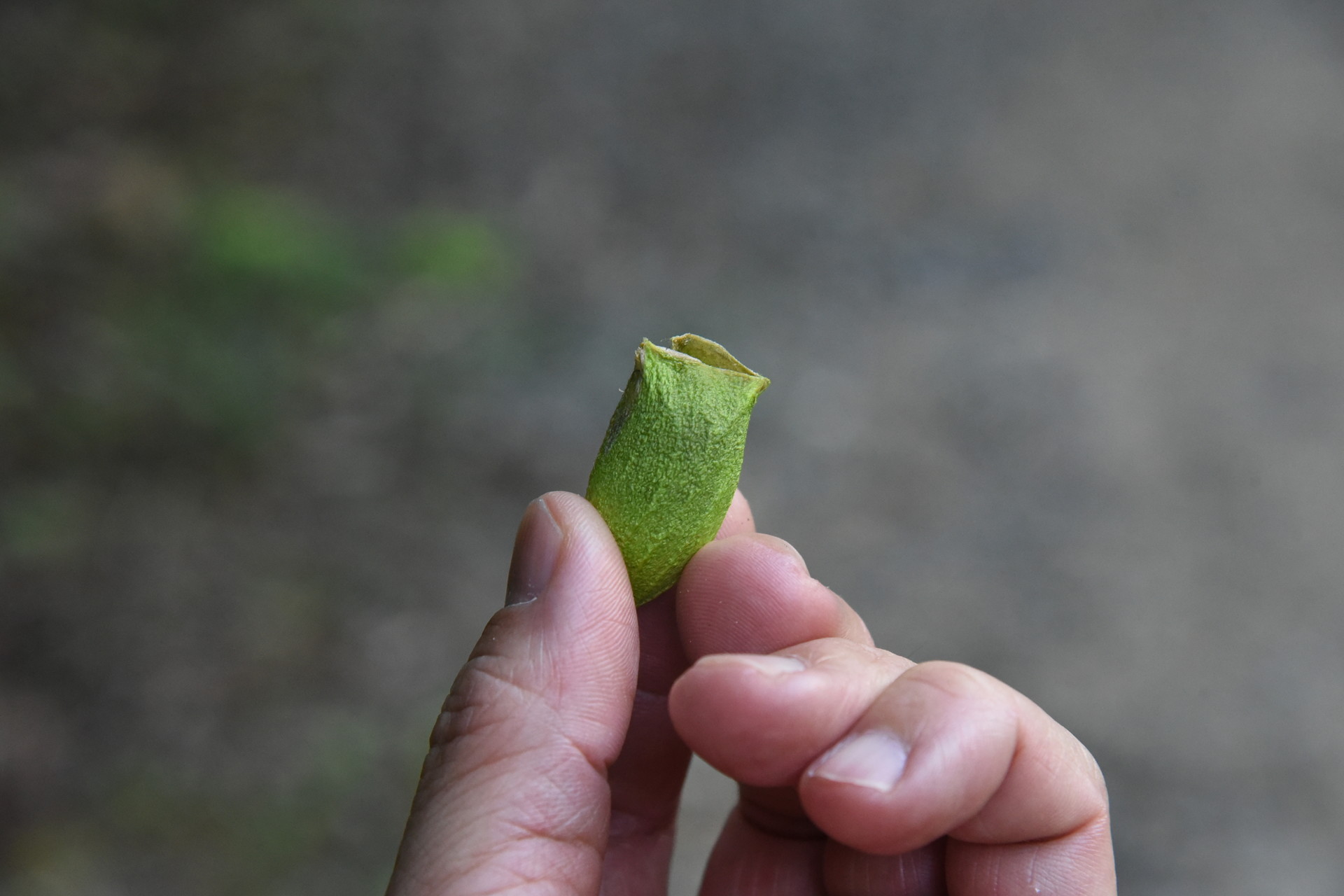 交野山・国見山 路に落ちていた繭。ウスタビガの繭？