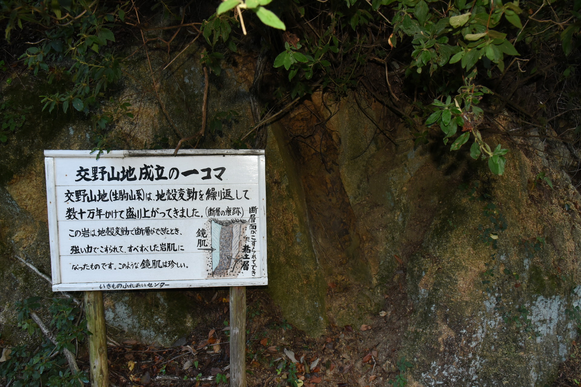 交野山・国見山 交野は生駒山系の北端ですので断層が走っているであります。