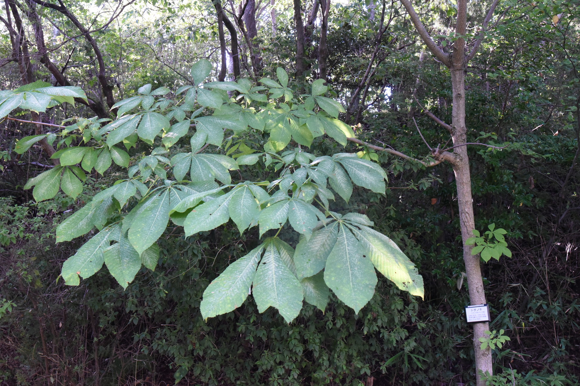交野山・国見山 とちの木。葉っぱが大きいなぁ。
朴の木との区別はどうつけるんだろう...