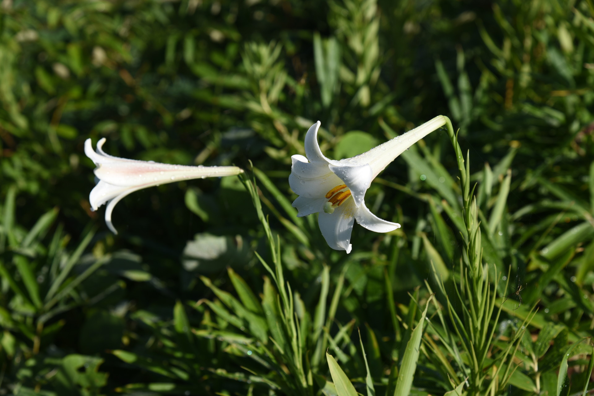 交野山・国見山 鉄砲ユリが咲いていました。