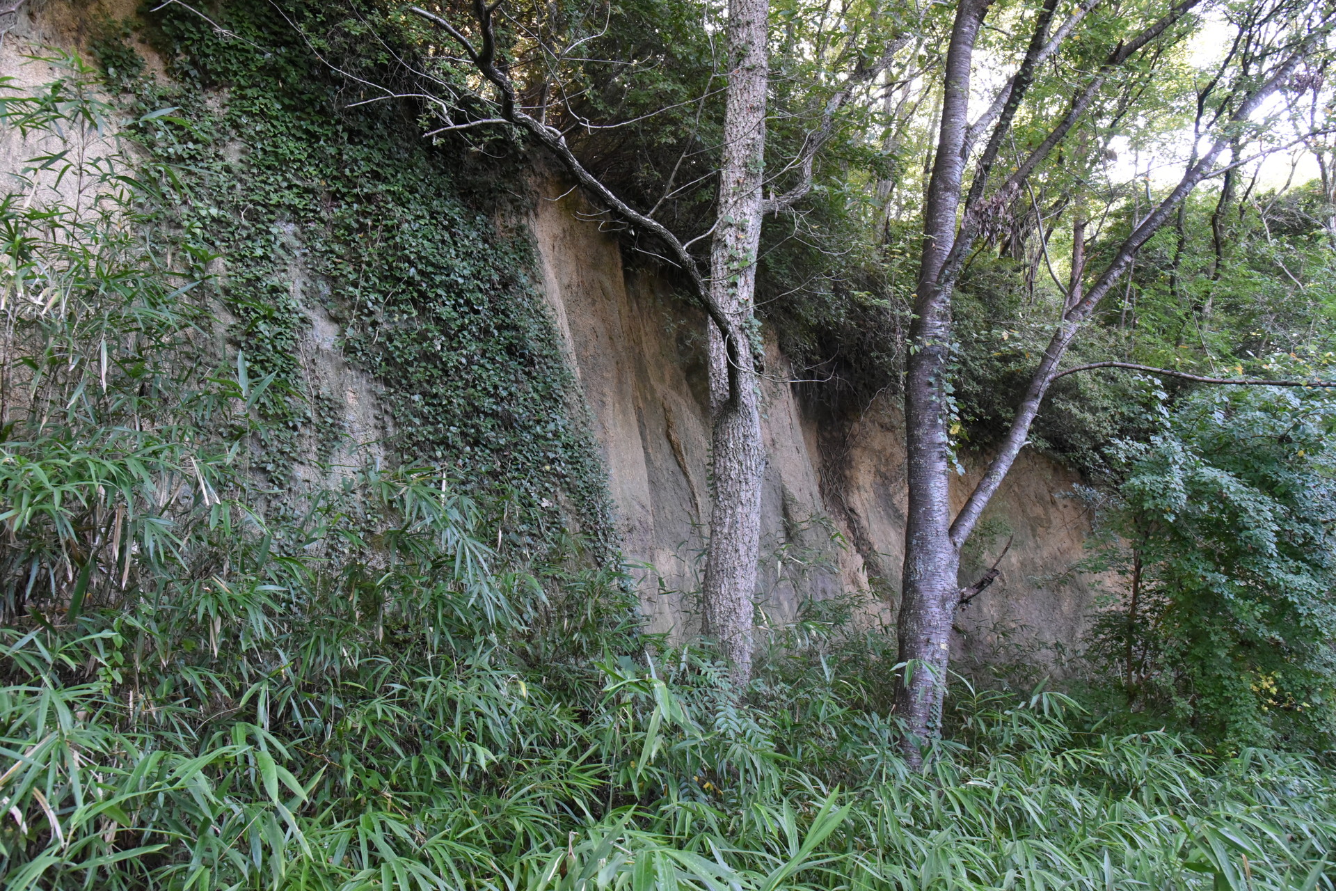 交野山・国見山 これも断層の痕跡の崖かな？