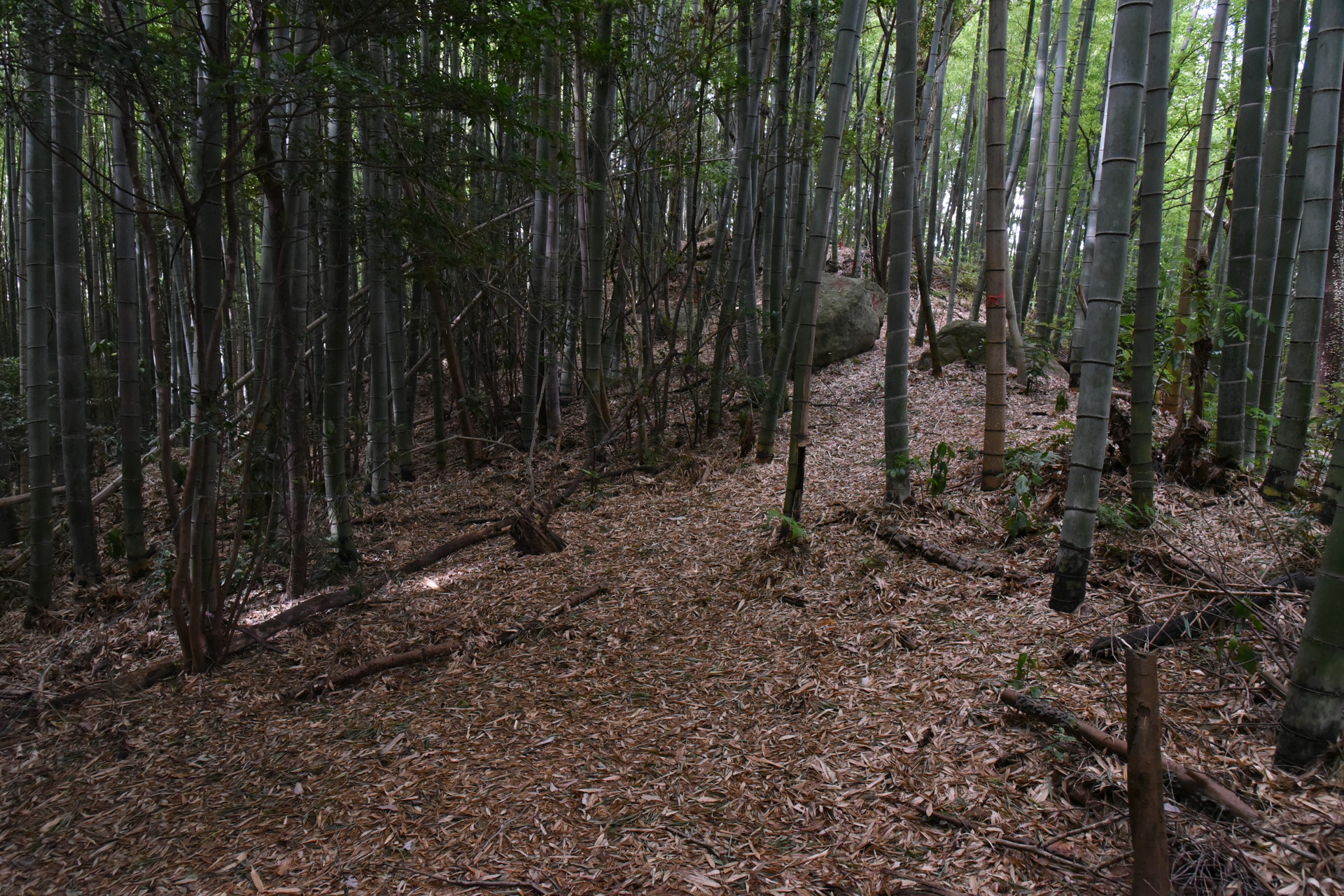 交野山・国見山 旗振山から龍王山へは寂し～い道です。