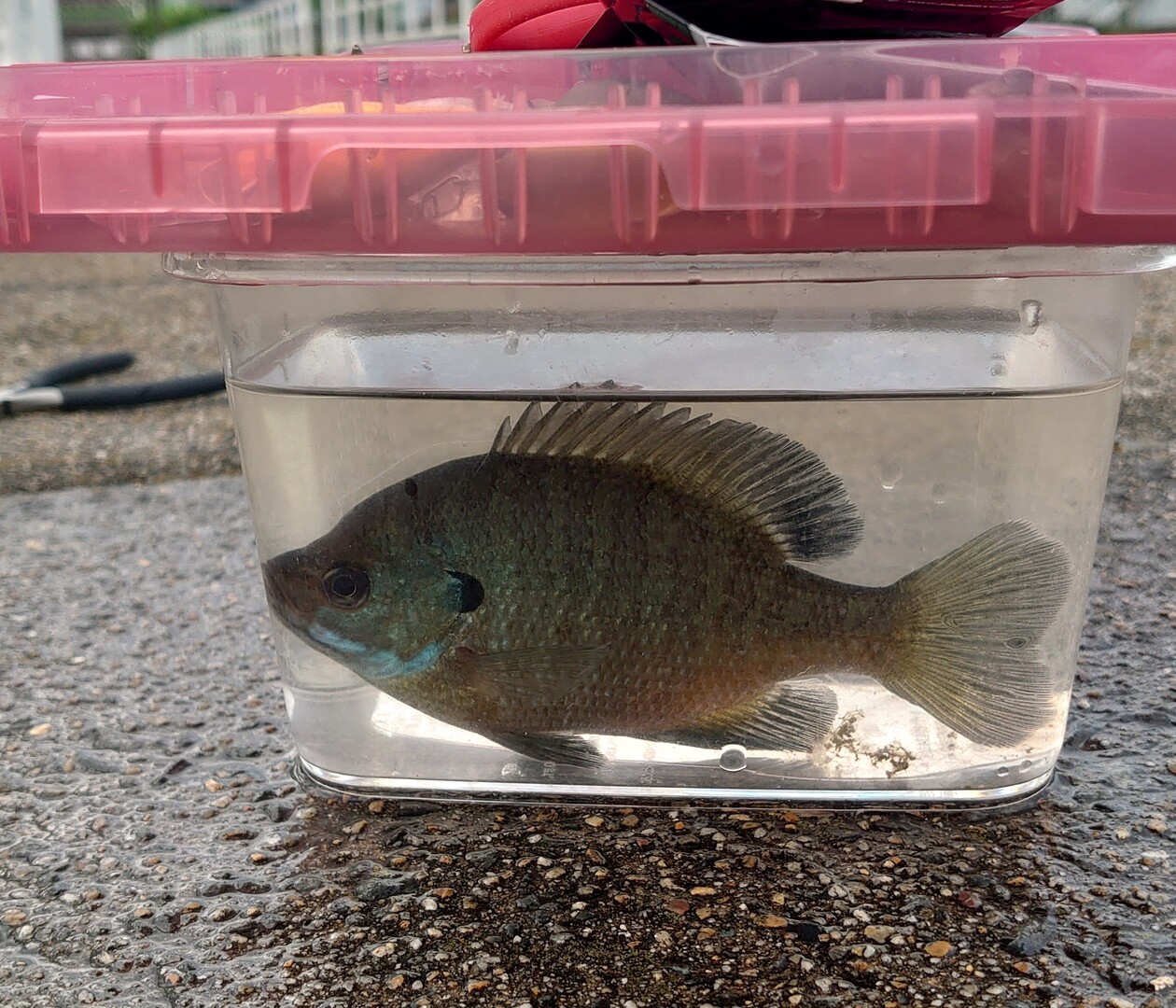 もう一つの癒し時間 釣りップ 春 ともさんの大津市の活動日記 Yamap ヤマップ