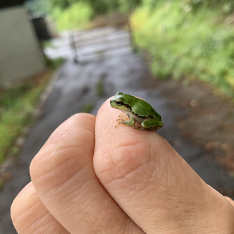 さとふじ
