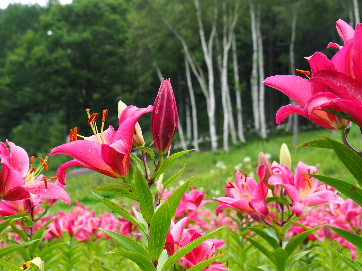 ハンターマウンテンゆりパーク 高原山 釈迦ヶ岳 鶏頂山の写真7枚目 Yamap ヤマップ