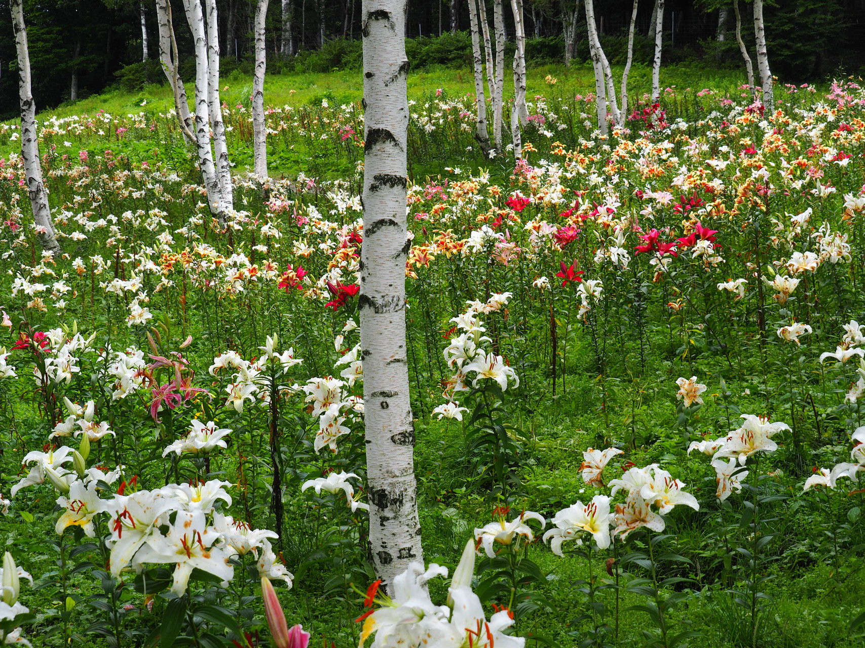 ハンターマウンテンゆりパーク Lagotis Glaucaさんの高原山 釈迦ヶ岳 鶏頂山の活動データ Yamap ヤマップ