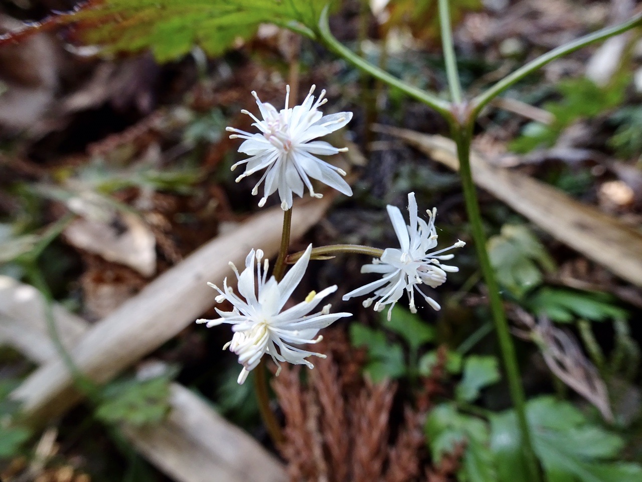 セリバオウレンにまた会いたくて 21 03 07 Naoさんの古賀志山 赤岩山 鞍掛山 男抱山 半蔵山の活動データ Yamap ヤマップ