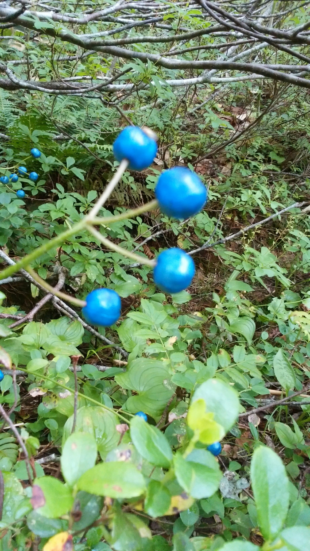 秋はすぐそこ イワオヌプリ ニトヌプリ Norigさんのニセコアンヌプリ イワオヌプリ チセヌプリの活動日記 Yamap ヤマップ