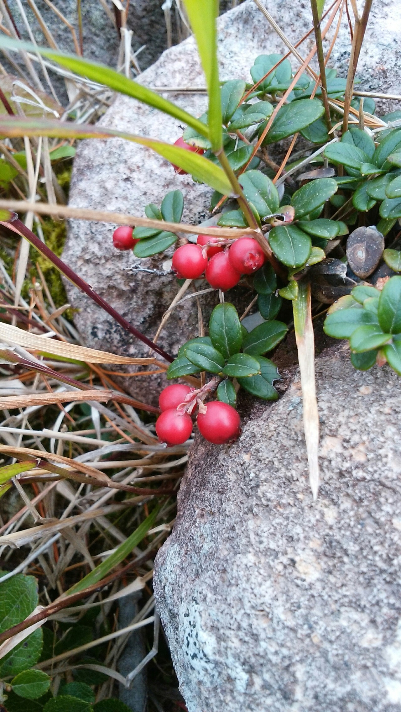 秋はすぐそこ イワオヌプリ ニトヌプリ Norigさんのニセコアンヌプリ イワオヌプリ チセヌプリの活動日記 Yamap ヤマップ