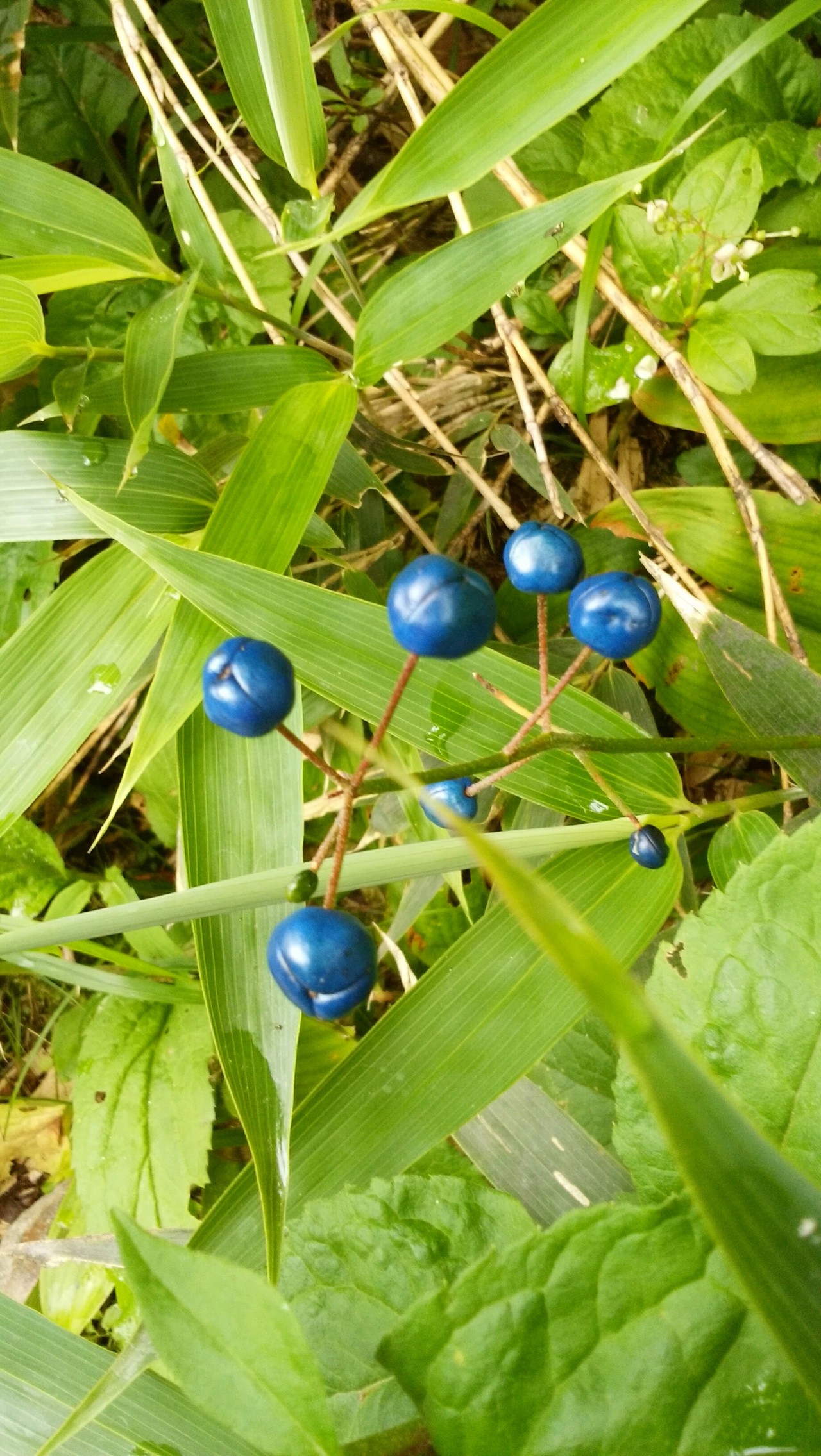 秋はすぐそこ イワオヌプリ ニトヌプリ Norigさんのニセコアンヌプリ イワオヌプリ チセヌプリの活動日記 Yamap ヤマップ